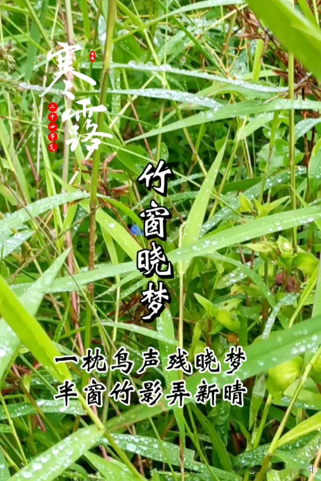 #秋日生活随记# 
今日寒露
寒深露浓，望君珍重。
秋雨过后，小草更绿了。
草色