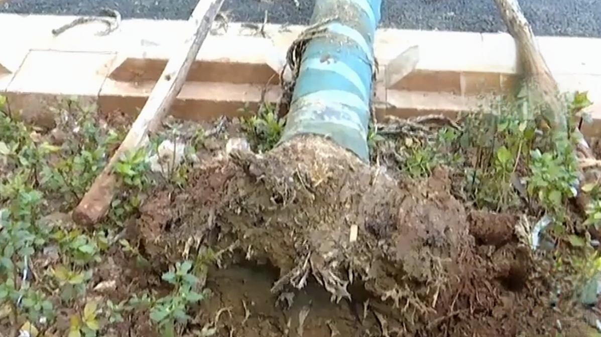 🔥城市树木安全何时能真正“扎根”？大风一刮就折枝、暴雨过后易倒伏，城市树木成“