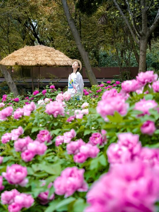 3.29实拍📷成都植物园牡丹花海盛开！！！！