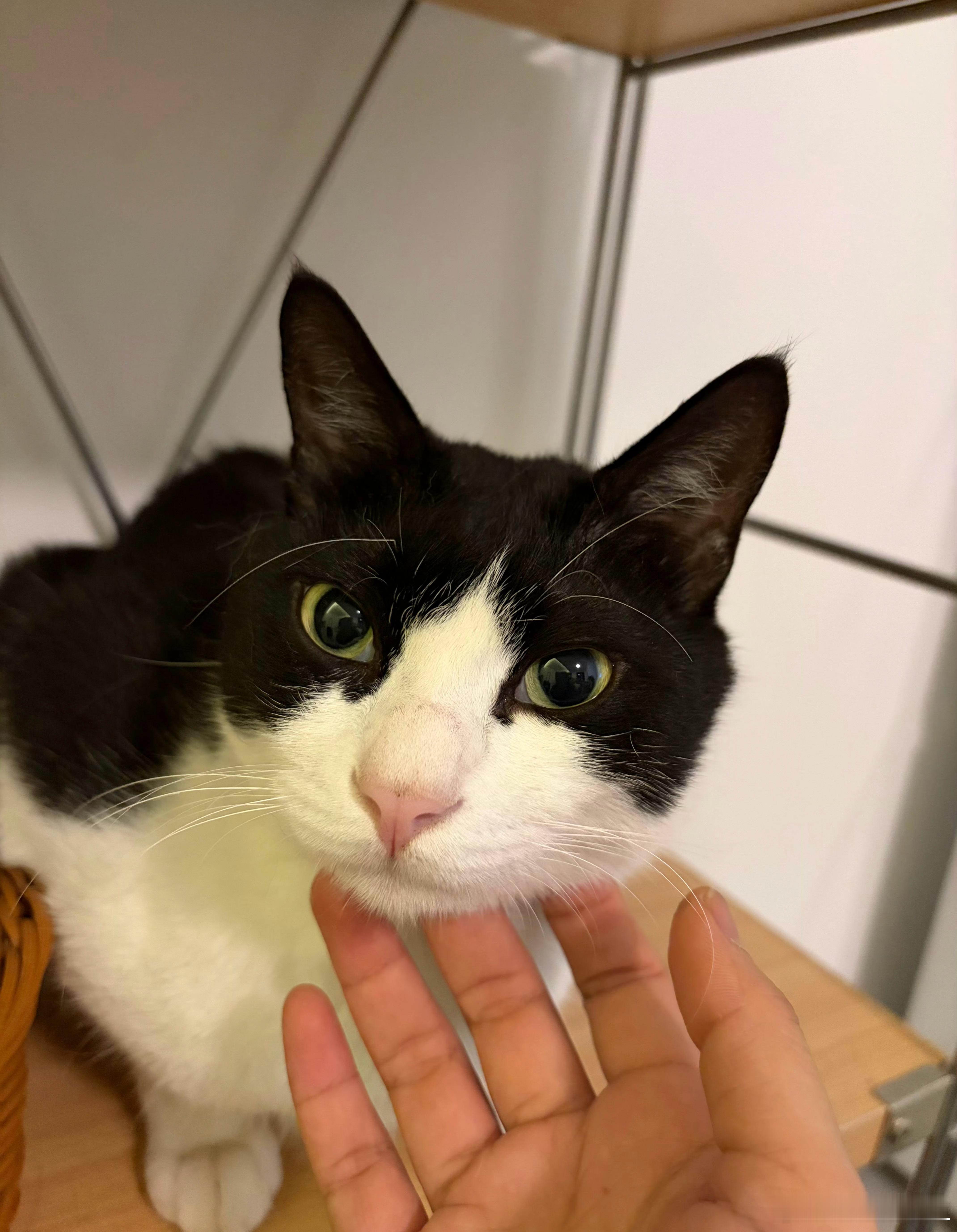 这只是老三。老三是最好看的一只。也是智商最低的一只。也是最可怜的一只。我经常去的