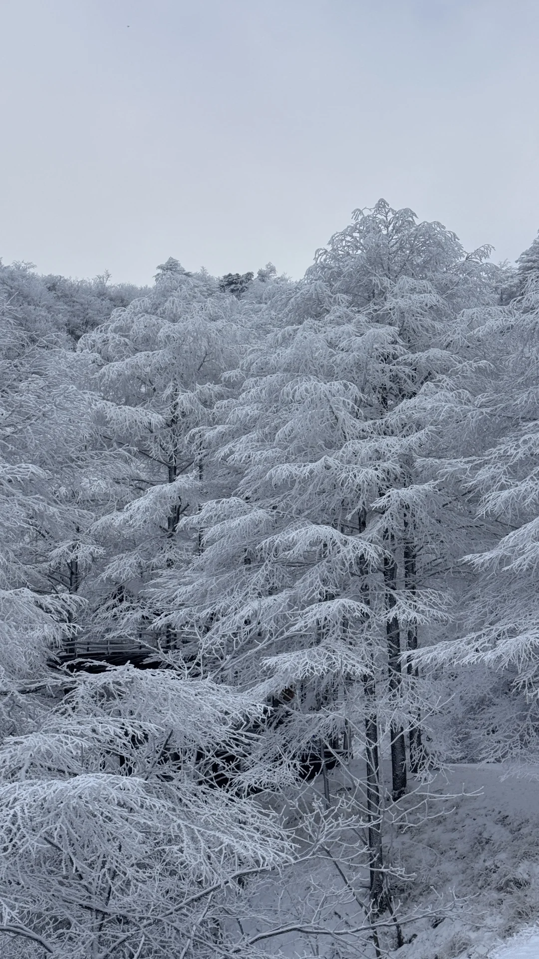 江浙沪周边看雾凇，冲这里就够了！！！