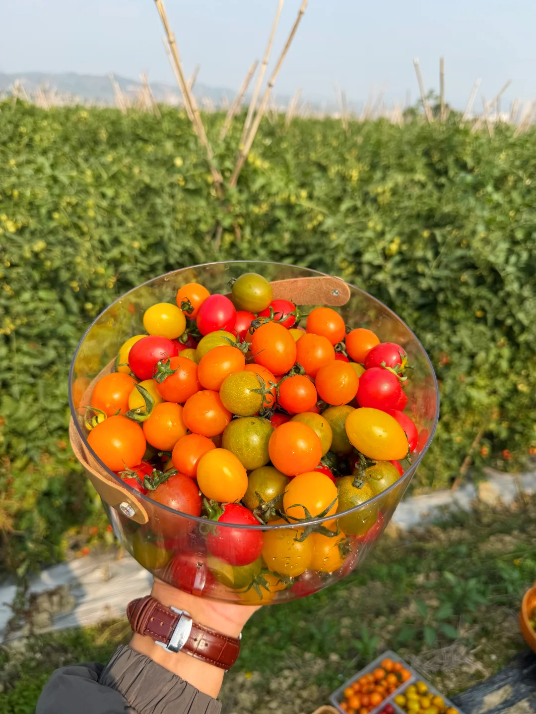 七彩小番茄，9.9一箱包邮到家！一次吃到爽。