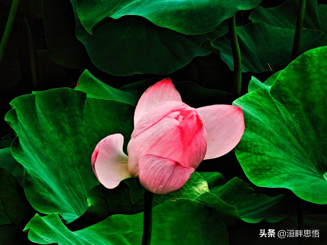 粉嫩荷花开满池，绿意盎然夏日情。