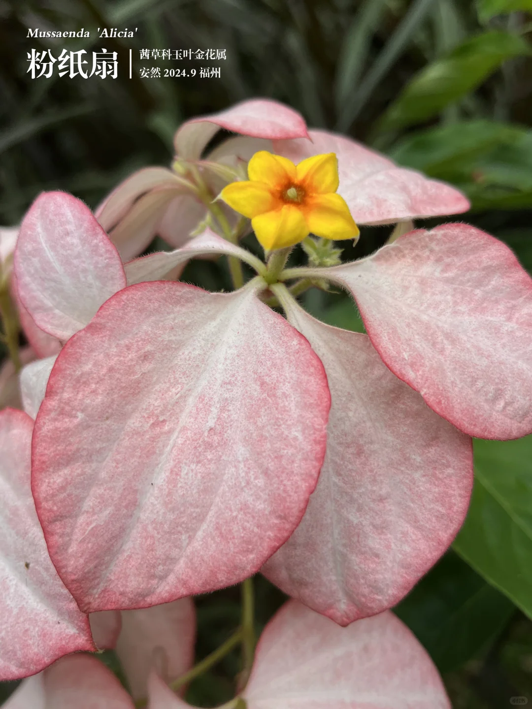 福州植物打标448｜明媚娇嫩的粉纸扇