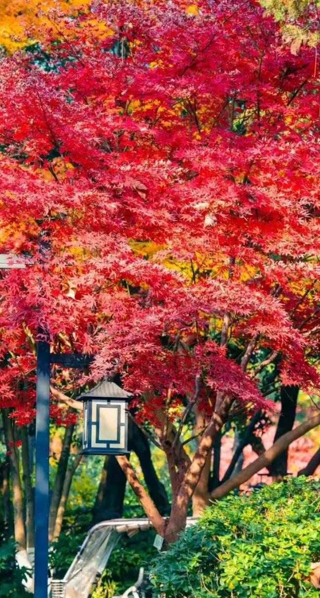 秋日公园的缤纷红叶，美得让人窒息！🍁🍂公园秋季美景 公园枫叶随拍