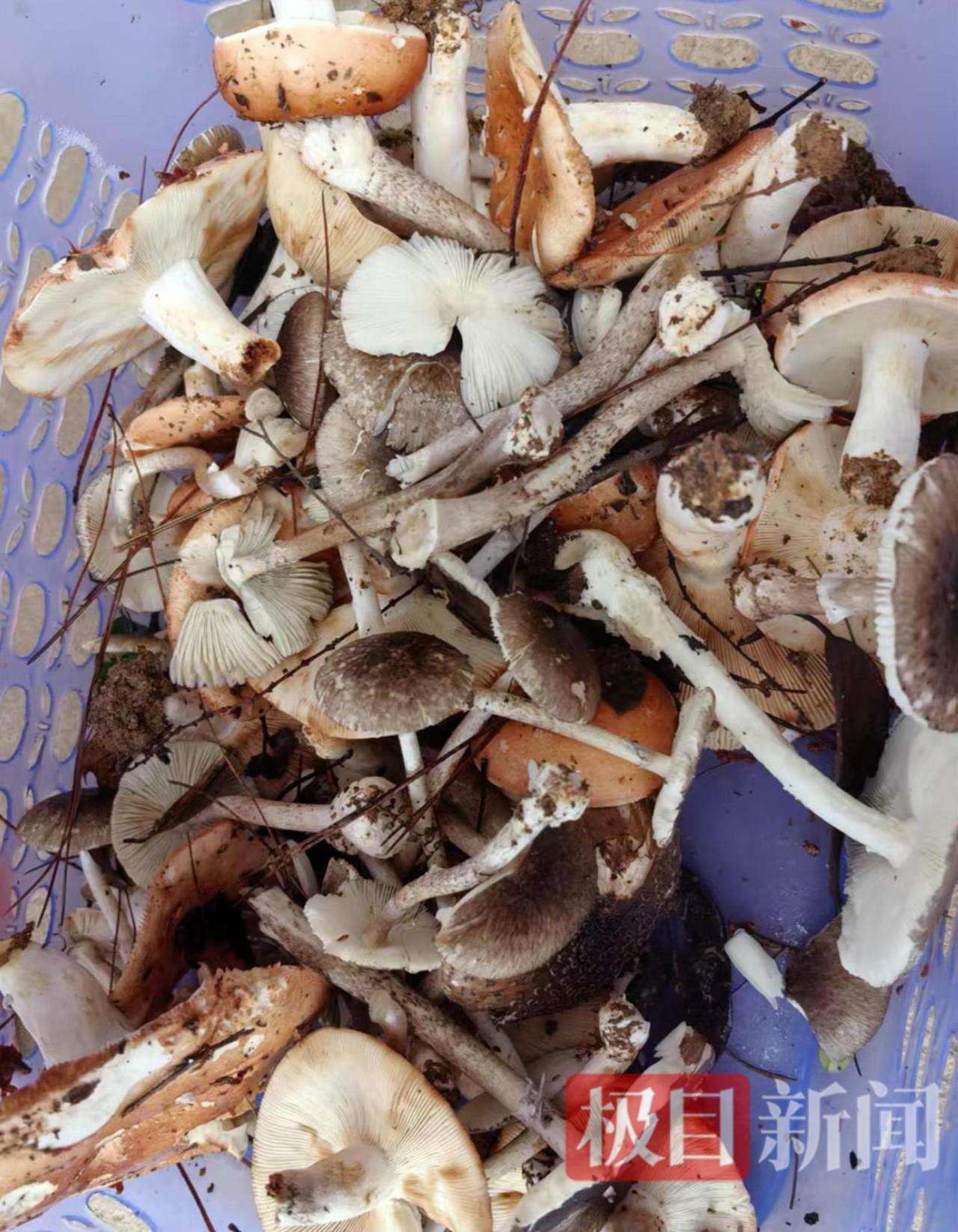 湖南永州付家六口因误食山上自采的灰花纹鹅膏菌集体中毒，5岁男童强撑安慰父亲“我很