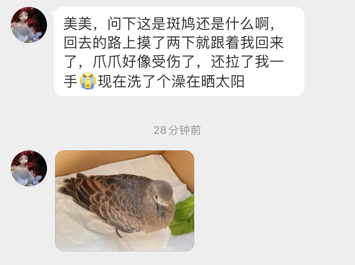 #鸟粉投稿# 懵懂的一只【山斑鸠】宝宝跟着人就回来了[跪了]白天回原地放回去观察