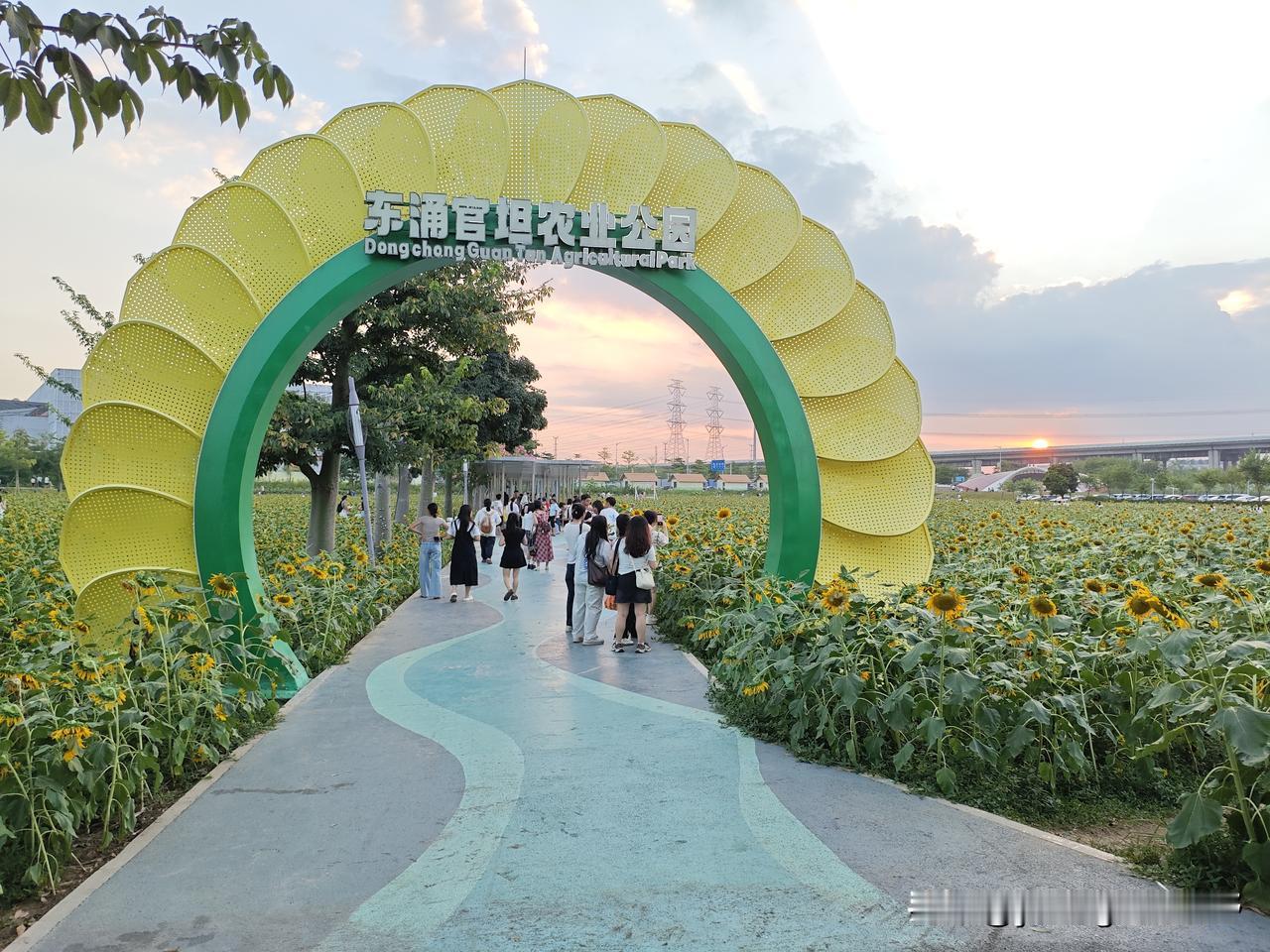 作者加速成长计划广州南沙东涌镇地铁站旁的官坦农业公园里，大片的向日葵花海此刻正开