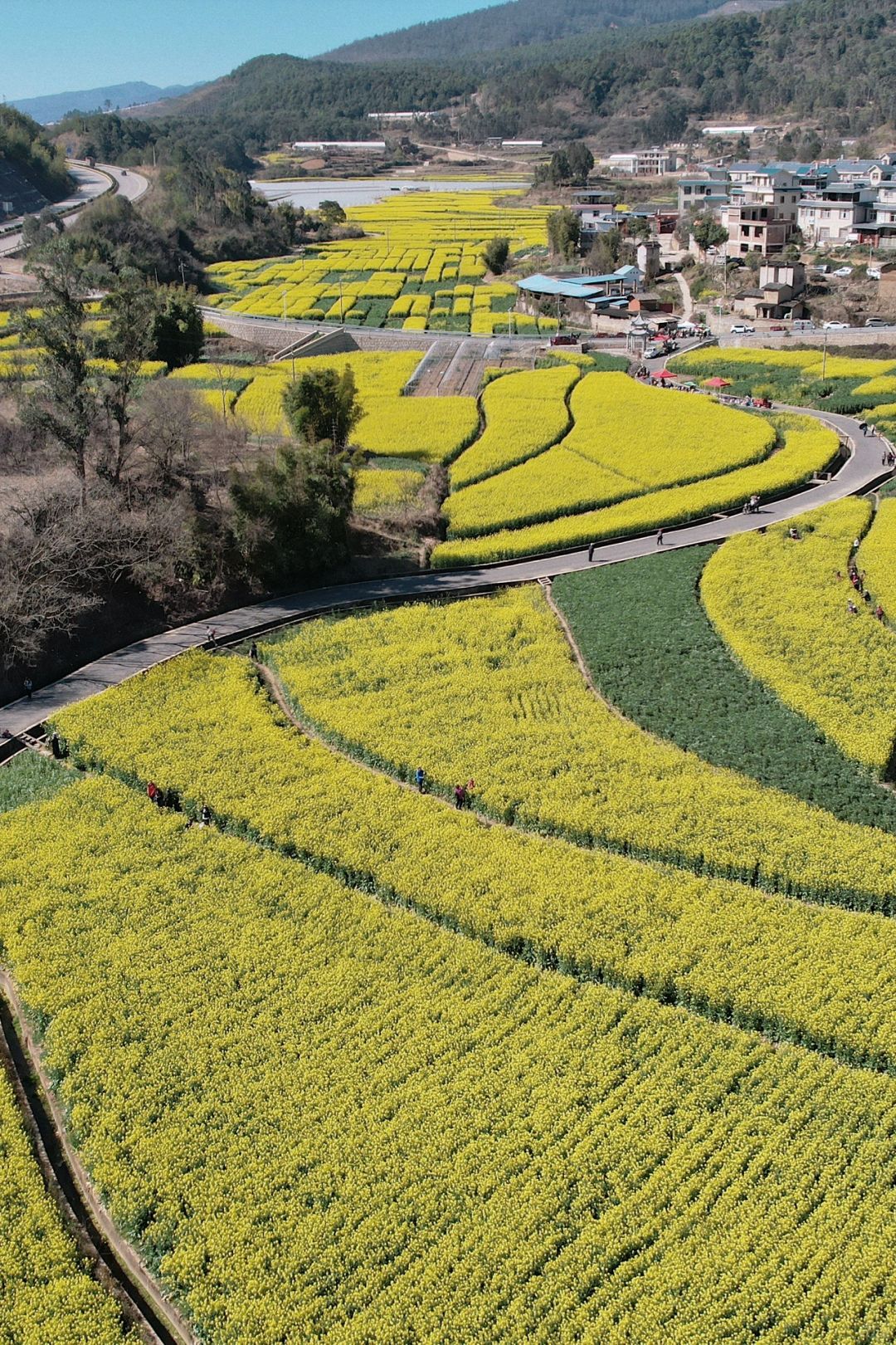 昆明山口村油菜花海后🌼🌿隐藏小众山林徒步