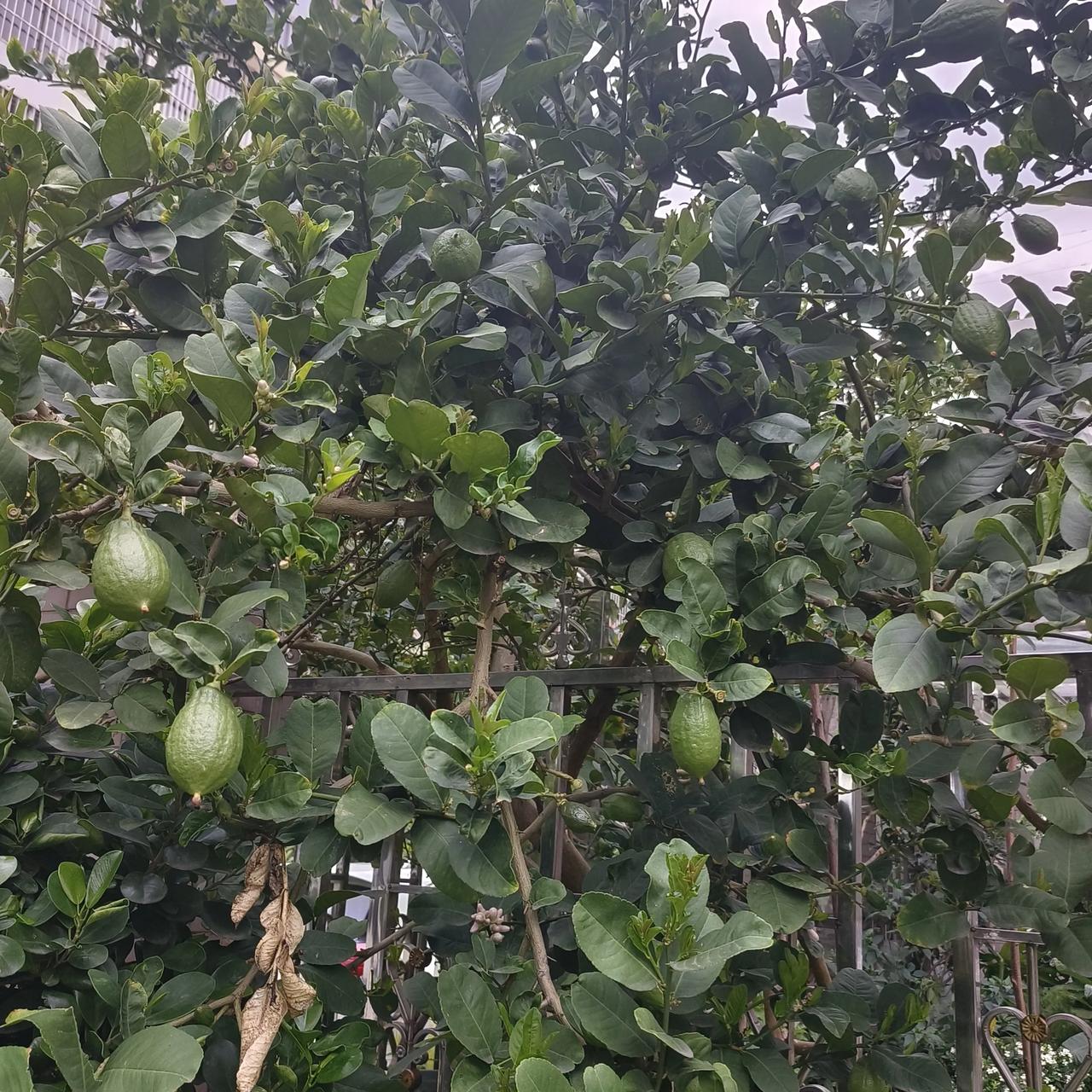 早晨早起，一出门听到清脆的鸟叫声，一唱一和，很欢愉。

一走出门，玉兰花的清香沁