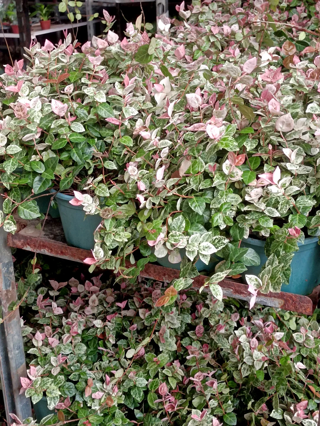🌿花叶络石，室内高级感绿植✨