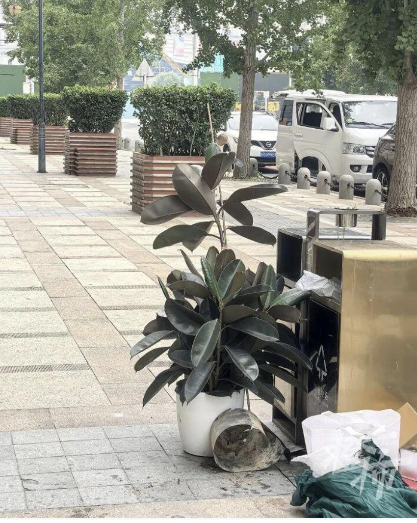 网购盆栽竟成“蛇窝”，盲人店主遭遇惊魂18天。
北京通州一位盲人推拿店店主高女士
