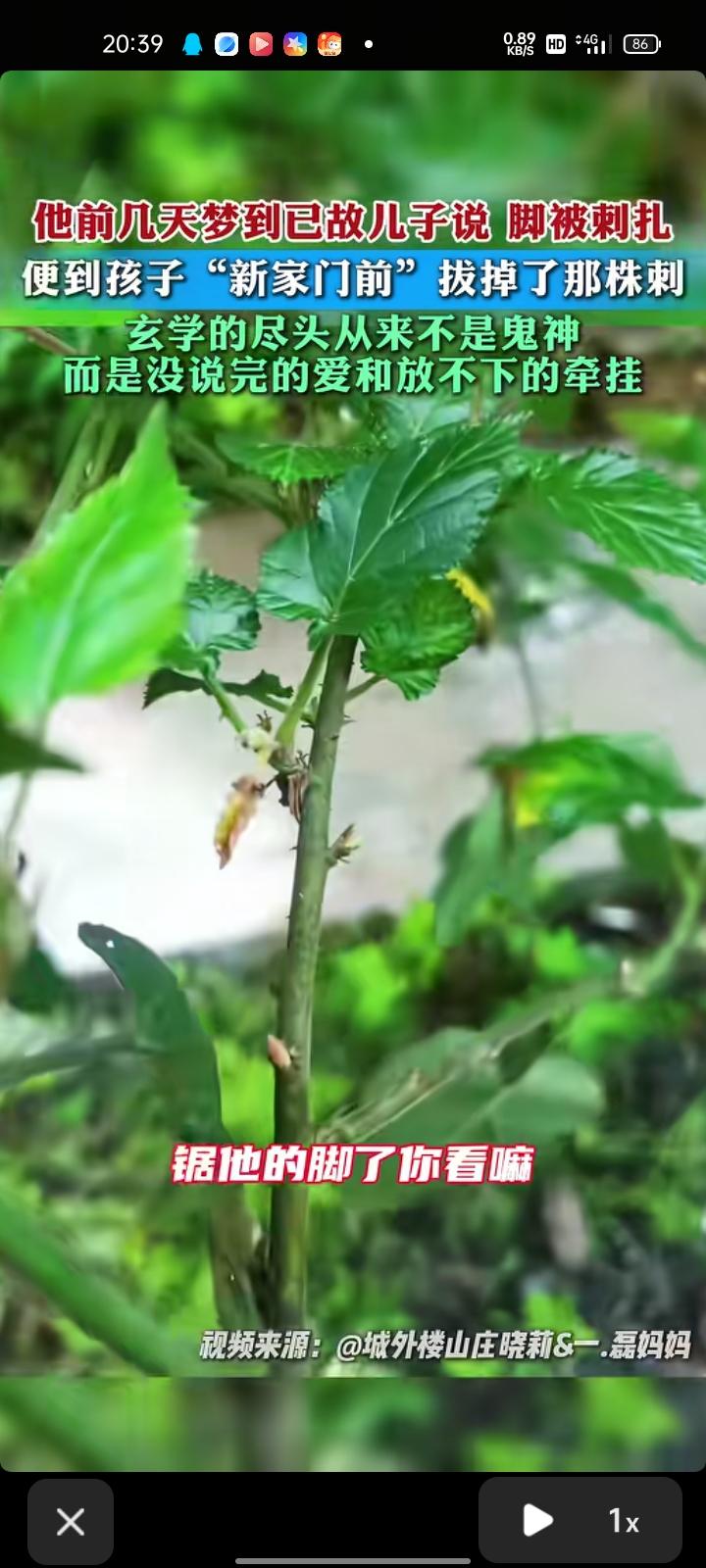 4月3日，重庆。前几天，王先生梦到已故儿子说脚被刺扎了，就去儿子坟墓看看，还真有