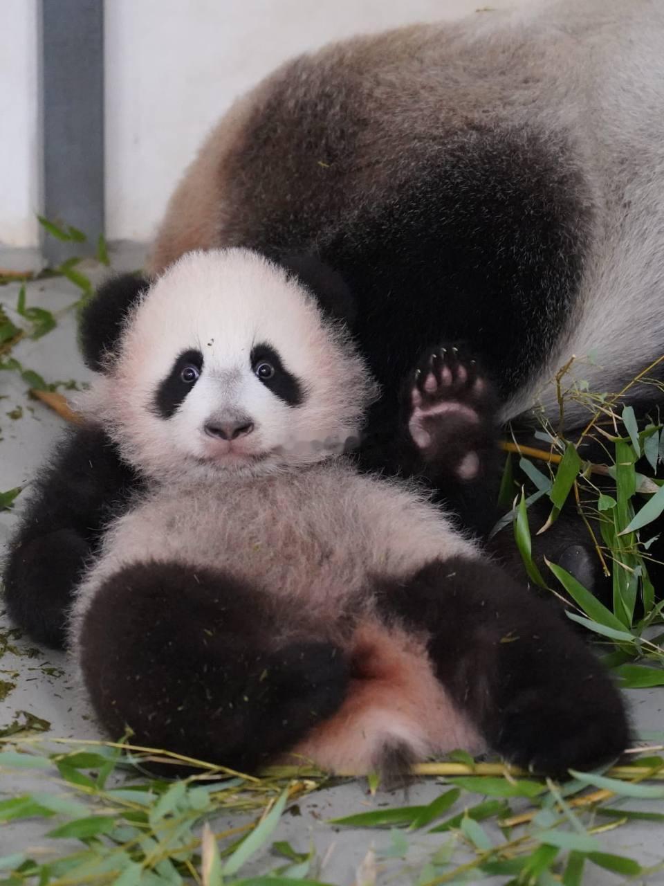 真是一个有礼貌的小宝宝，还跟叔叔姨姨们打招呼呢🥰 ​​​