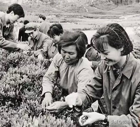 这位采茶叶的秀丽女士是否很面熟？她可是上世纪六、七十年代红极一时的大明星，主演的