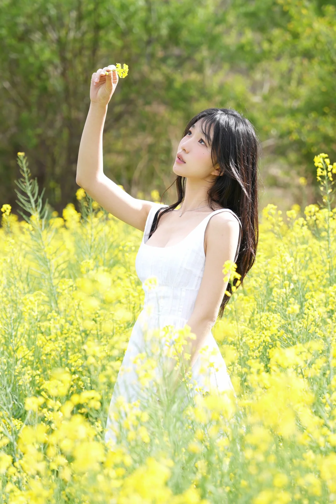 春天油菜花～