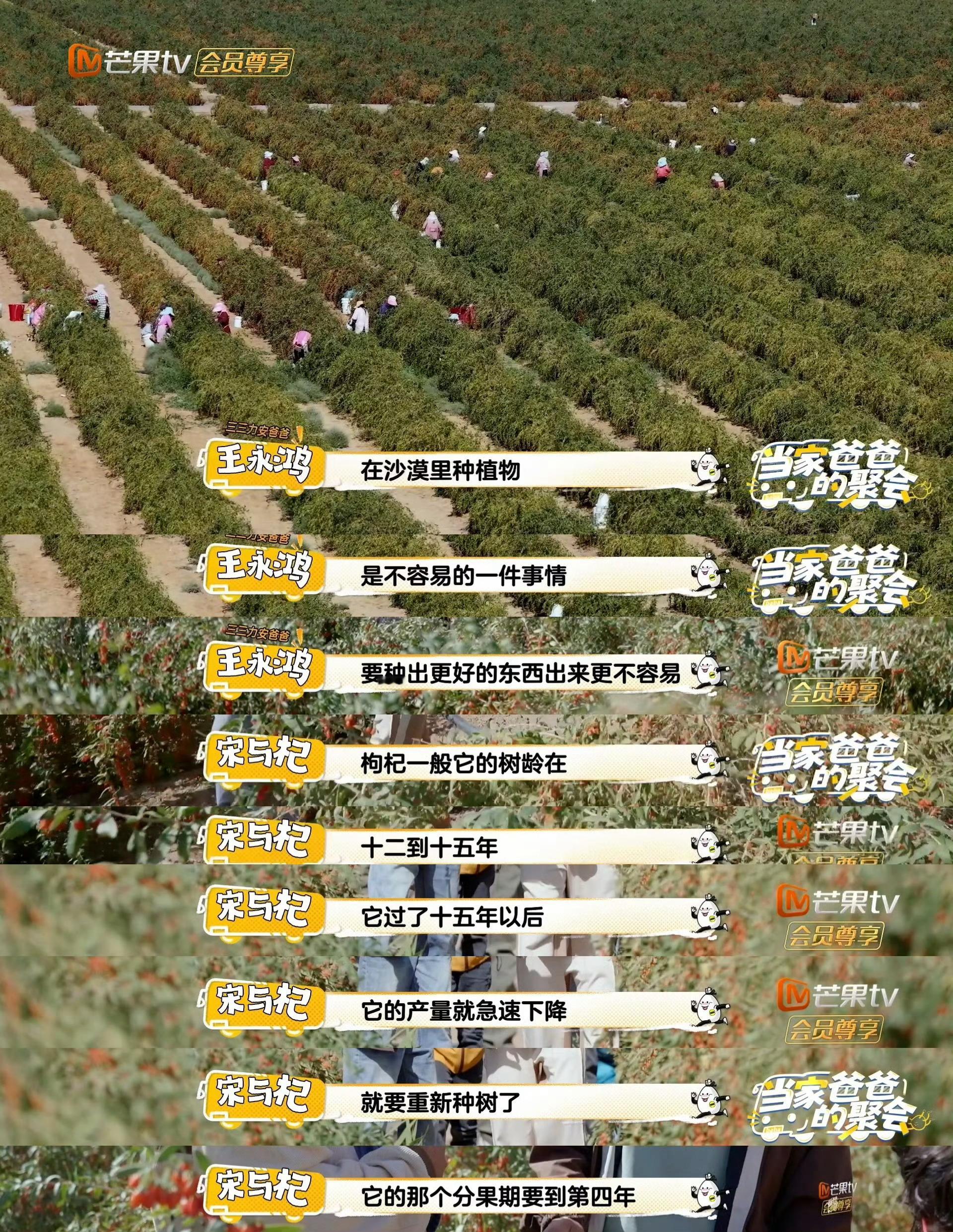 看《当家爸爸的聚会》get新知识，沙漠枸杞养四年才挂果，超难等。每年只采两茬，头
