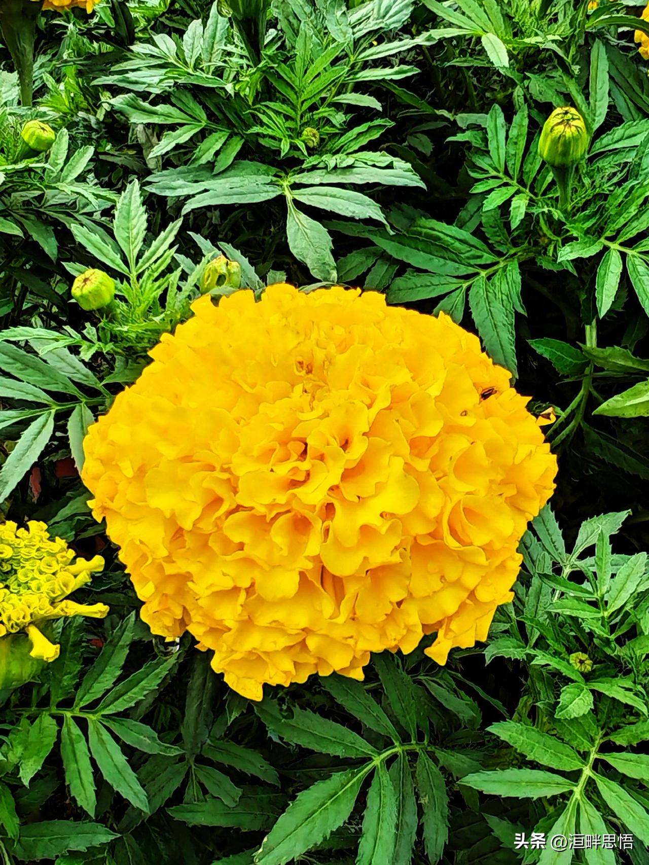  层层叠叠的金黄，藏着岁月安康的祝愿。万寿菊，花开长久，万事顺遂。