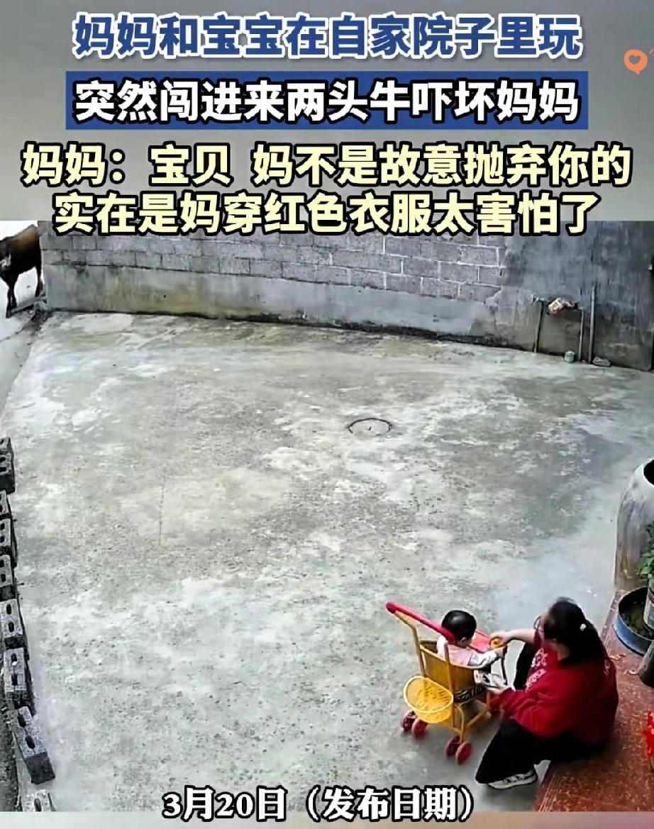 这操作真的看懵了！

广西宝妈带婴儿在院子玩，几头牛闯进来，她竟直接躲进里屋还关