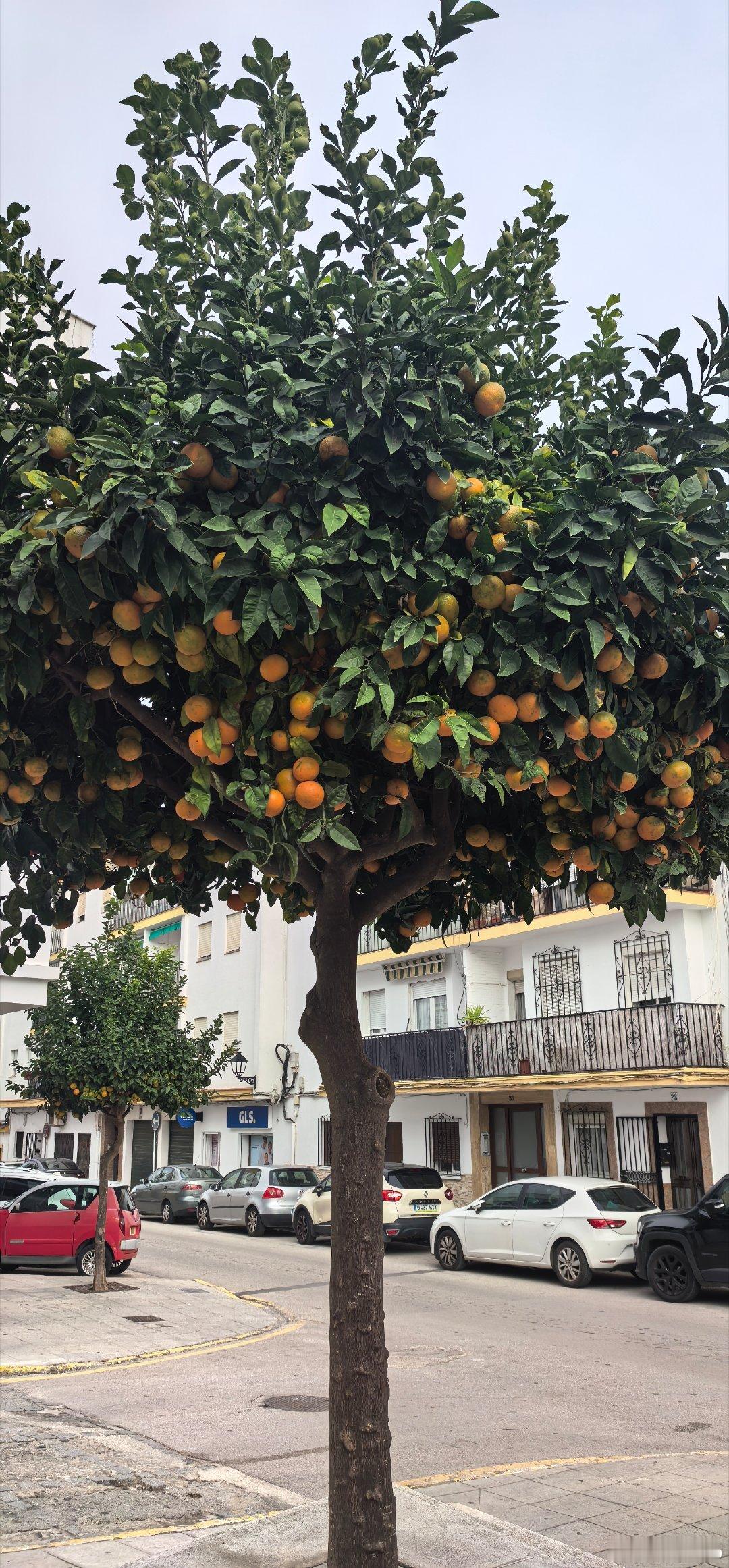 猜，这么多大橘子，为什么没人摘走吃？ 西班牙