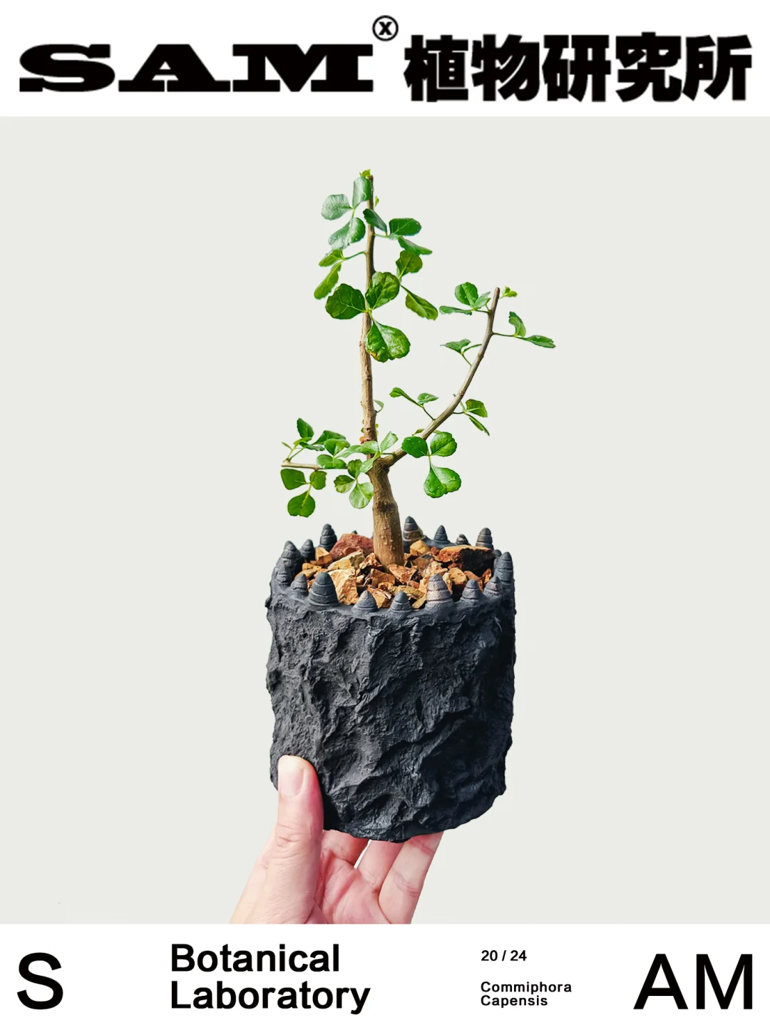 好望角橄榄｜Commiphora Capensis
