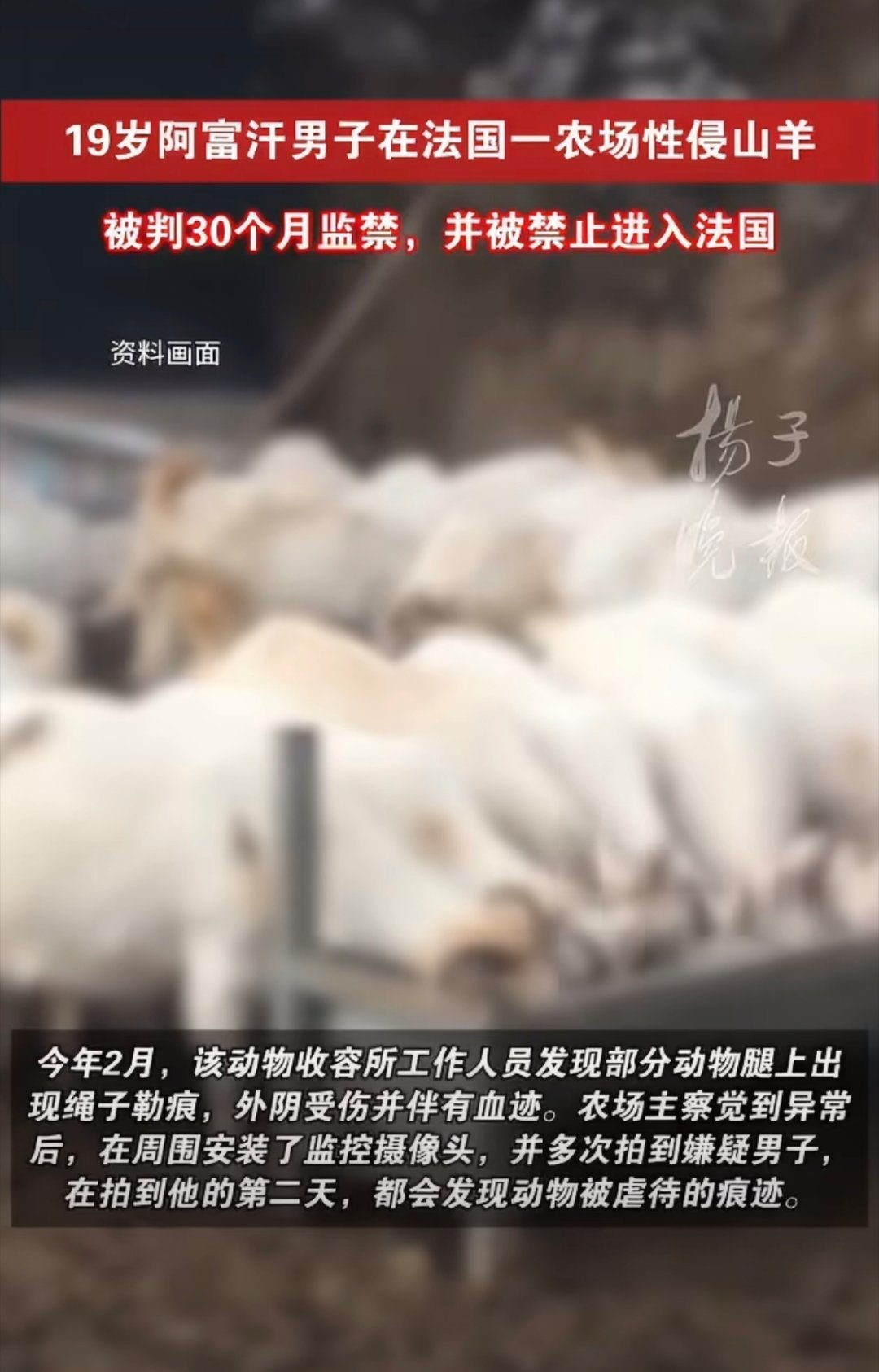 法国少年性侵5只山羊一只羊羔不是阿富汗男子吗？咋又说是法国少年？……对羊也要这样