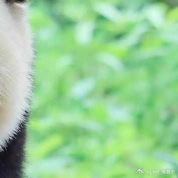 熊猫守护者 | 熊猫守护者 善良是一种修养，善待他人就是善待自己，要想得到别人的