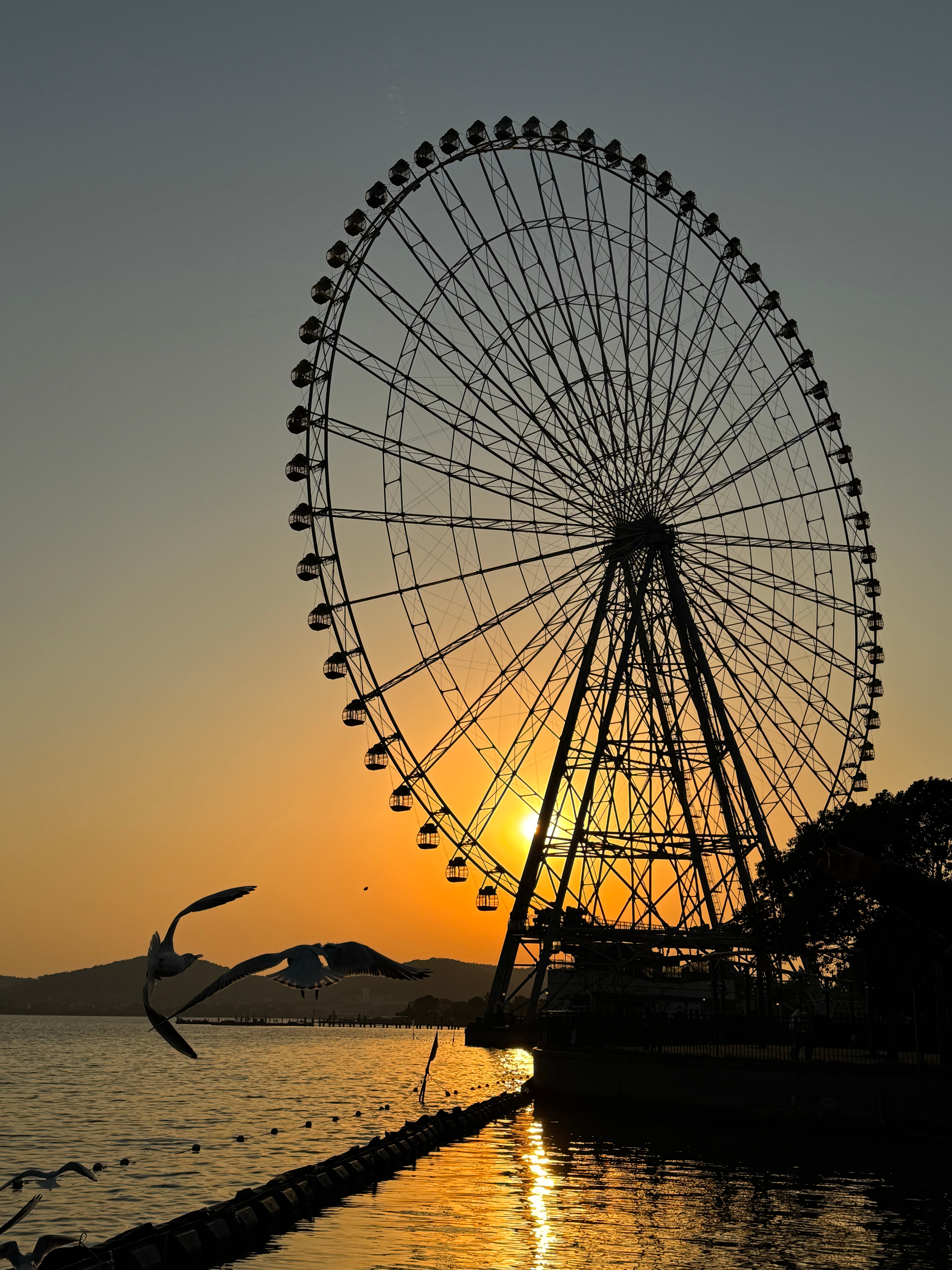 这是幸福的模样 夕阳与海鸥  