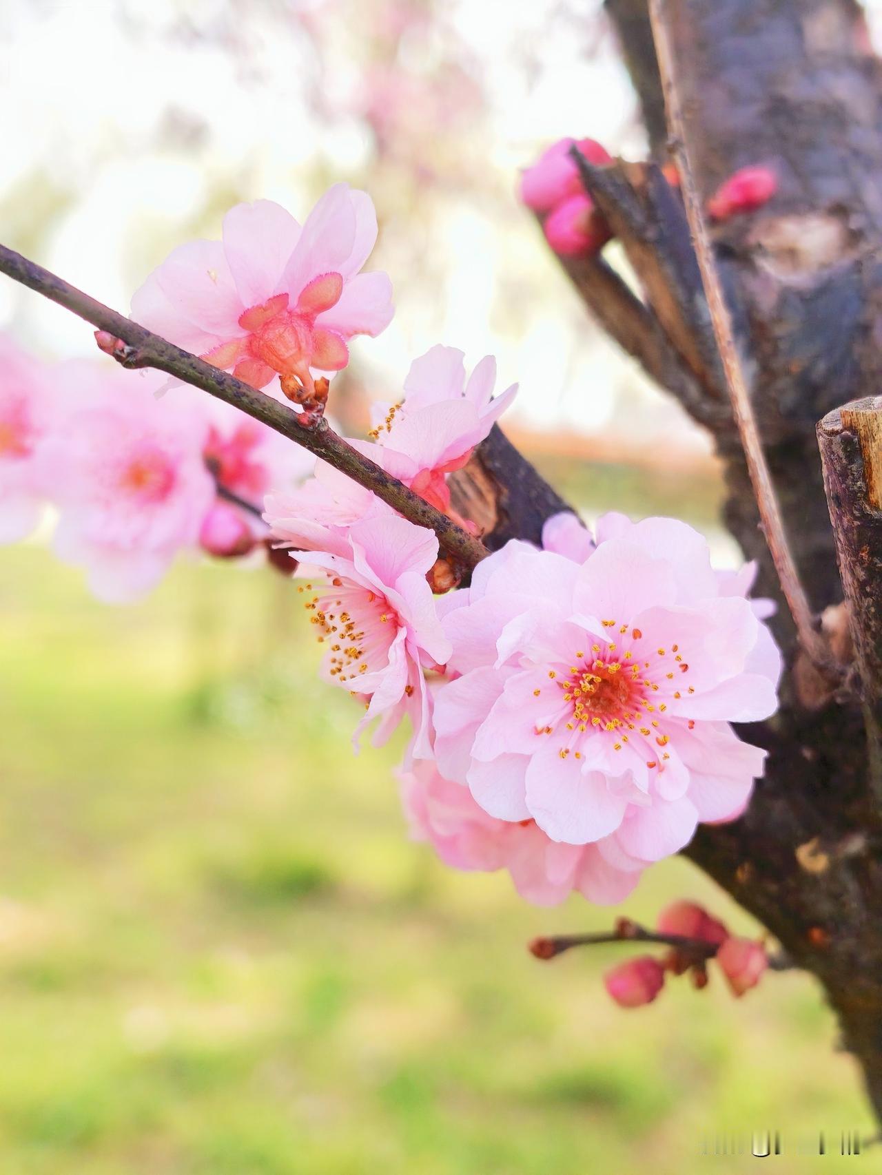 发一张你相册最近拍的花春天是鲜花烂漫的季节，走出去，去感受大自然的馈赠，这才是人