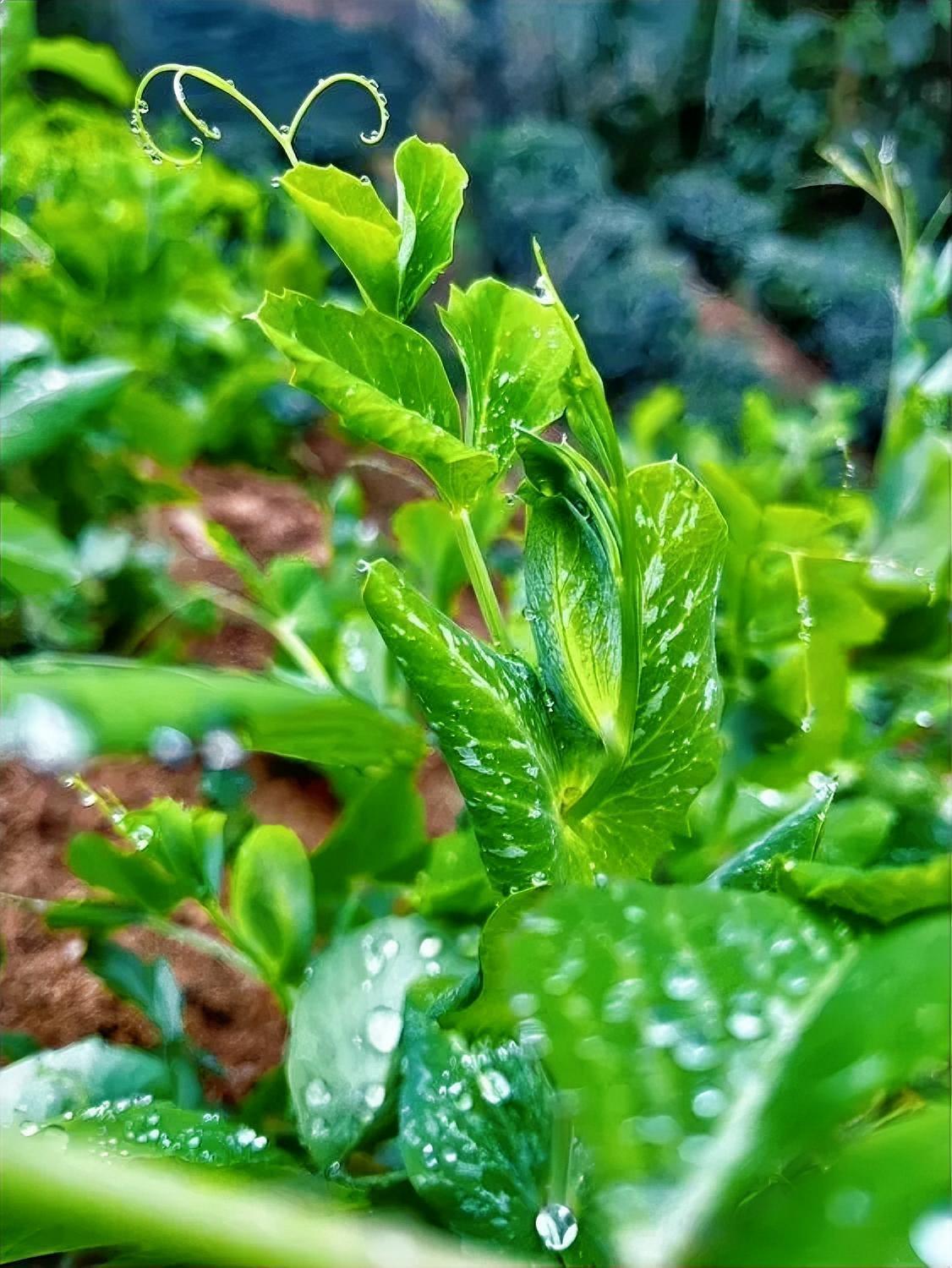 你知道吗？

有一种回春术是老男人找年轻女人，老女人找年轻男人！

你有没有发现