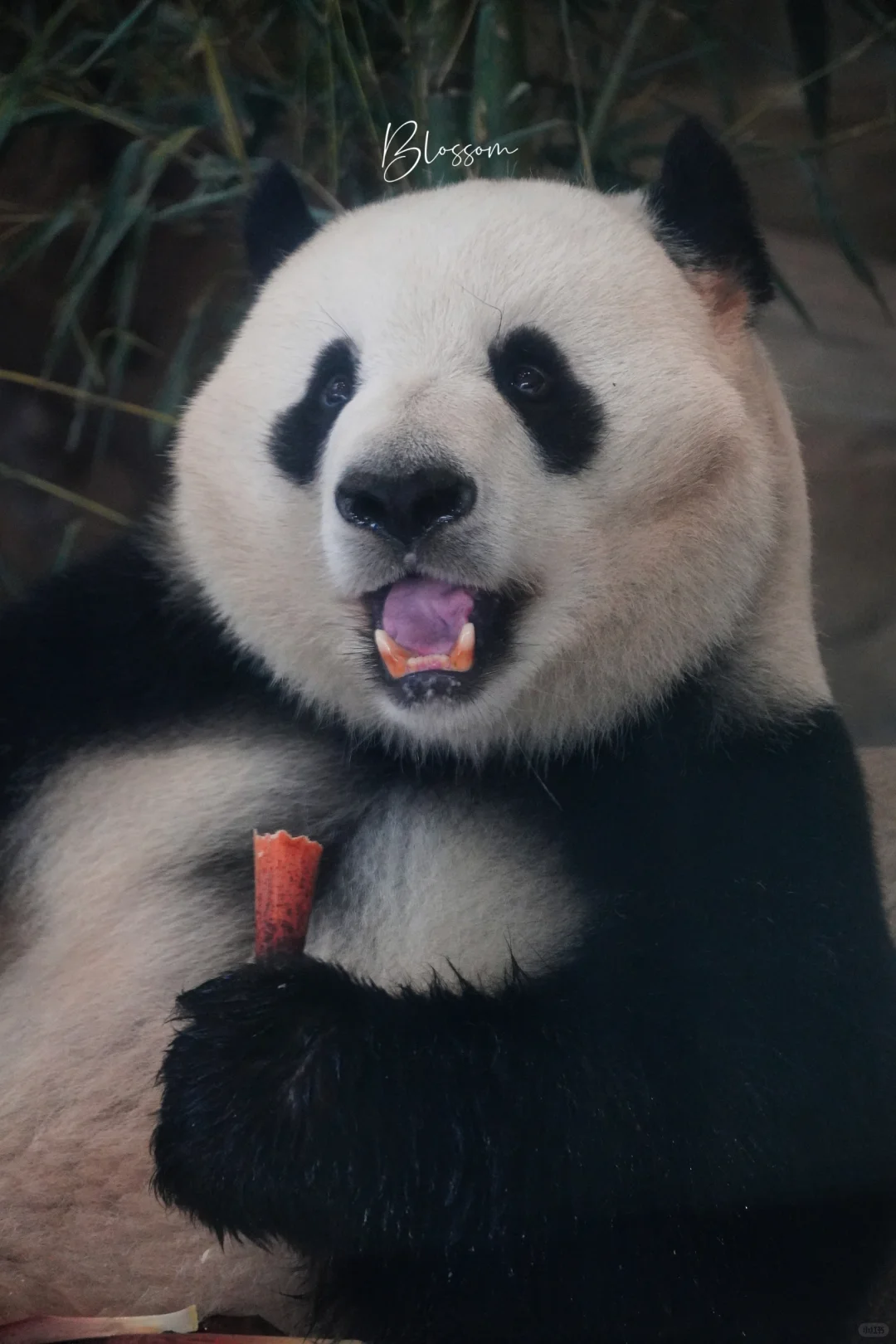 240421 庆小肥：你瞅啥