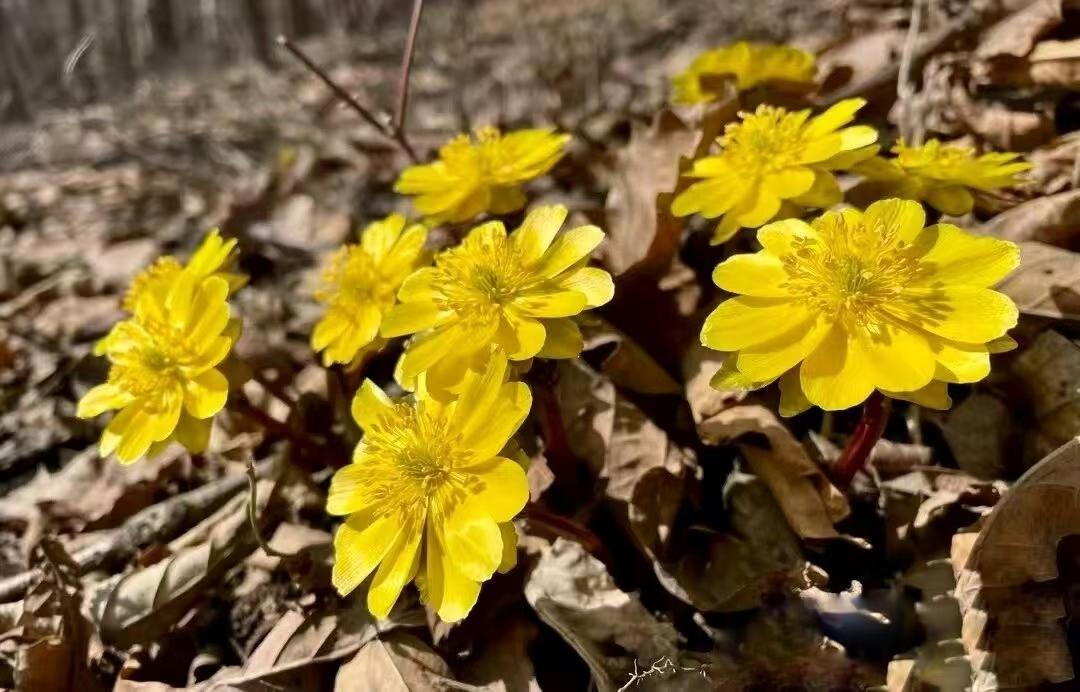 


降胆固醇针的价格大跳水，还需要常年吃他汀吗？