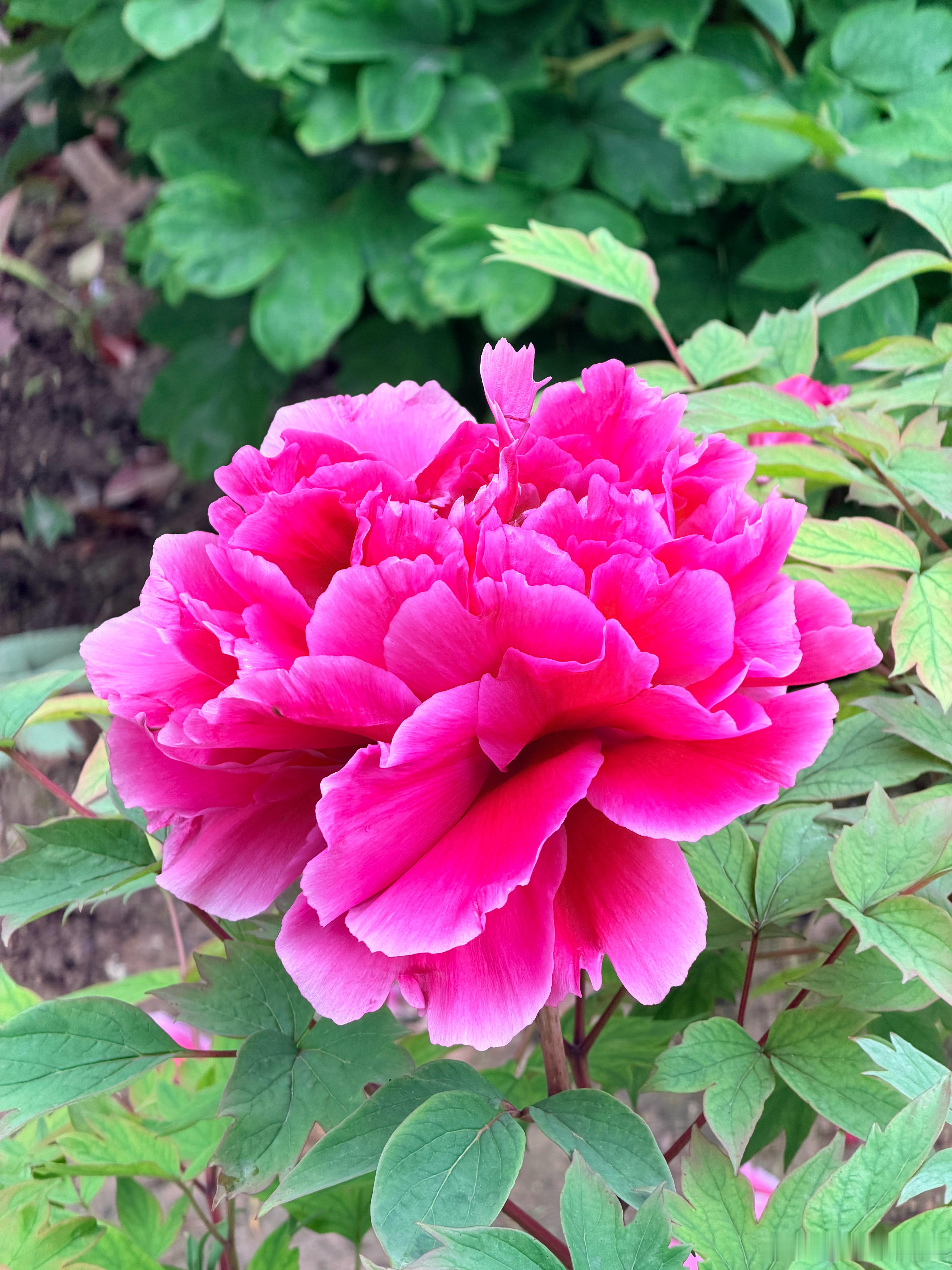 随手拍春天 牡丹真国色-花王 