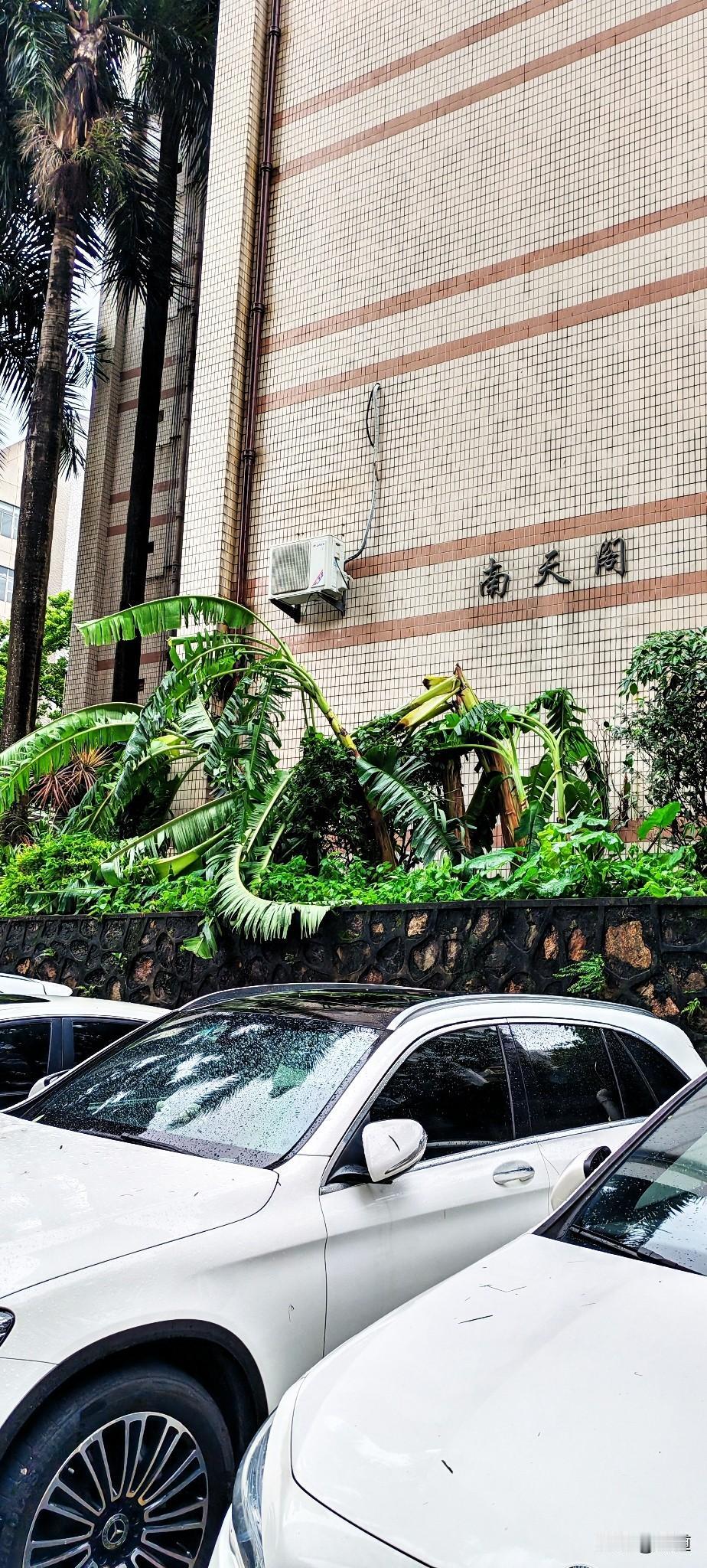 刚下楼取快递，带了手机。
发现楼侧的两棵香蕉树已经被刮折了，雨暂时停了。
看来台