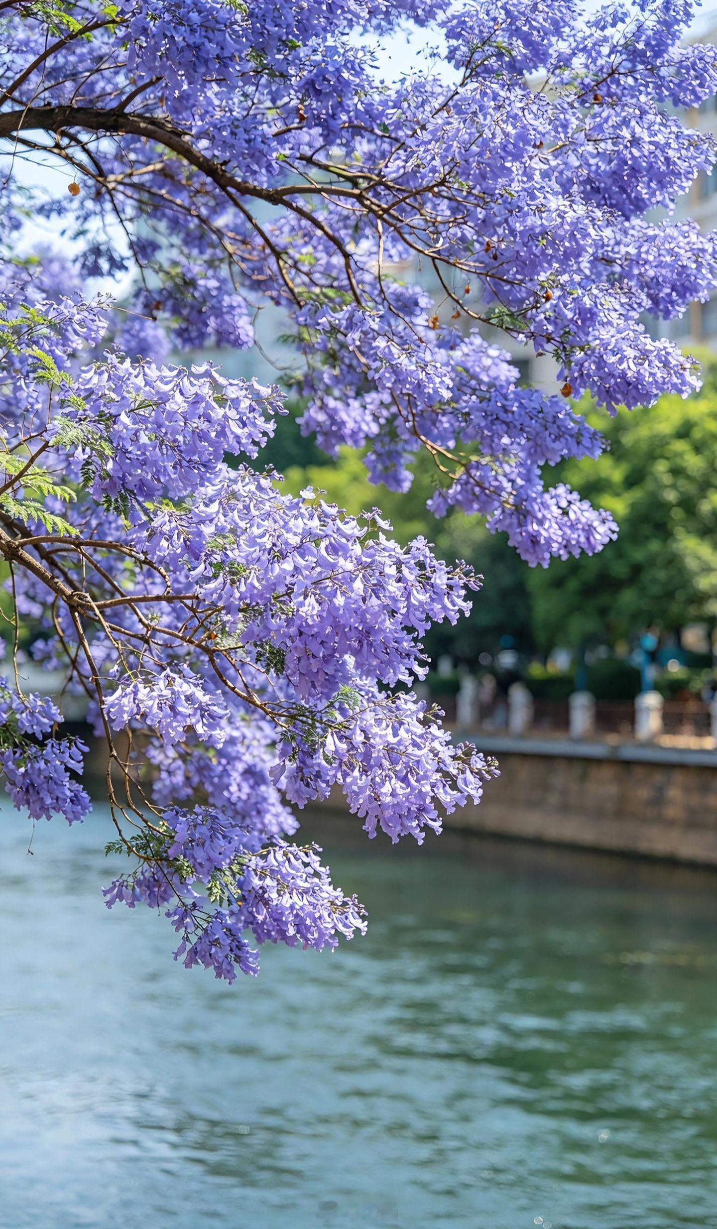 小菌 早安朋友们风过紫廊，吹醒春城的浪漫。 