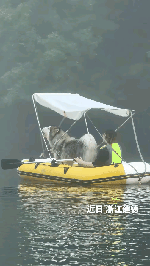 “笑不活了！”浙江建德，一女子带着阿拉斯加去划桨板，狗狗可能是太过兴奋，突然发出
