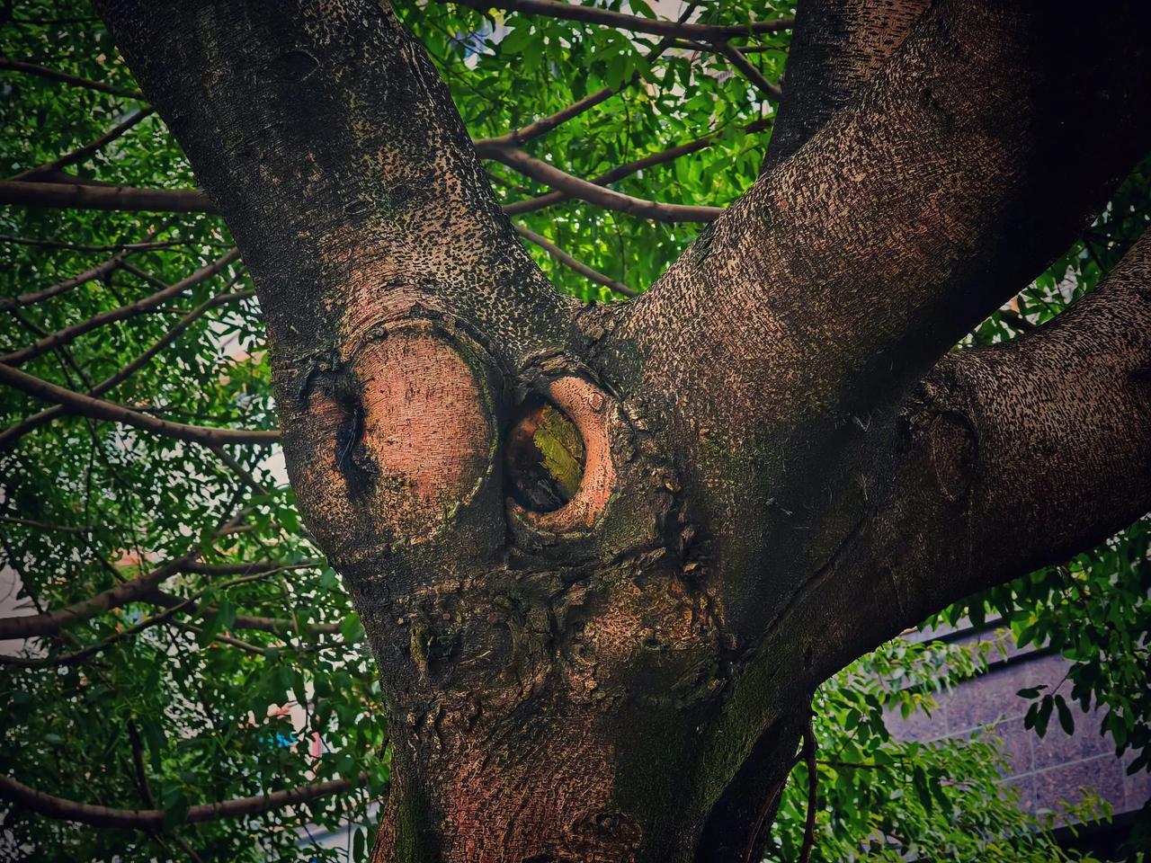 我不是斗鸡眼