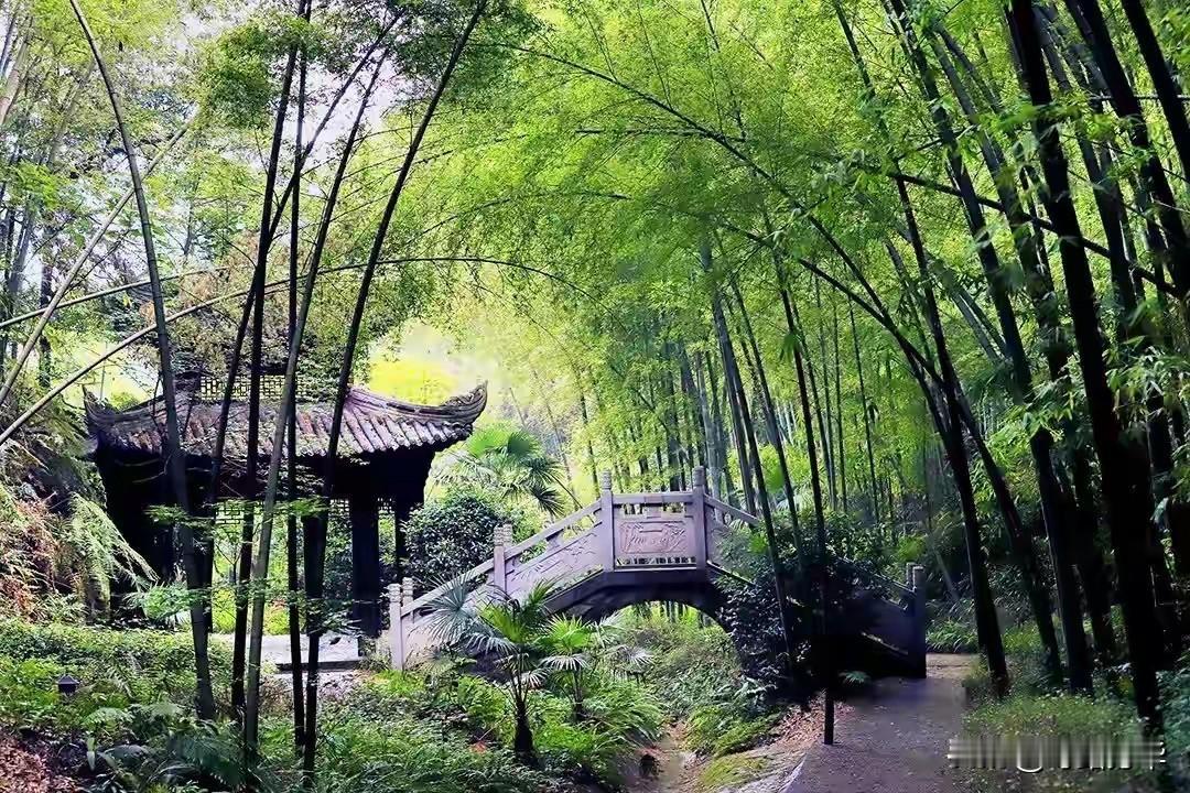 晨光熹微时，我们从荣昌搭乘顺风车前往永川茶山竹海。车窗外的平原渐渐退去，起伏的山