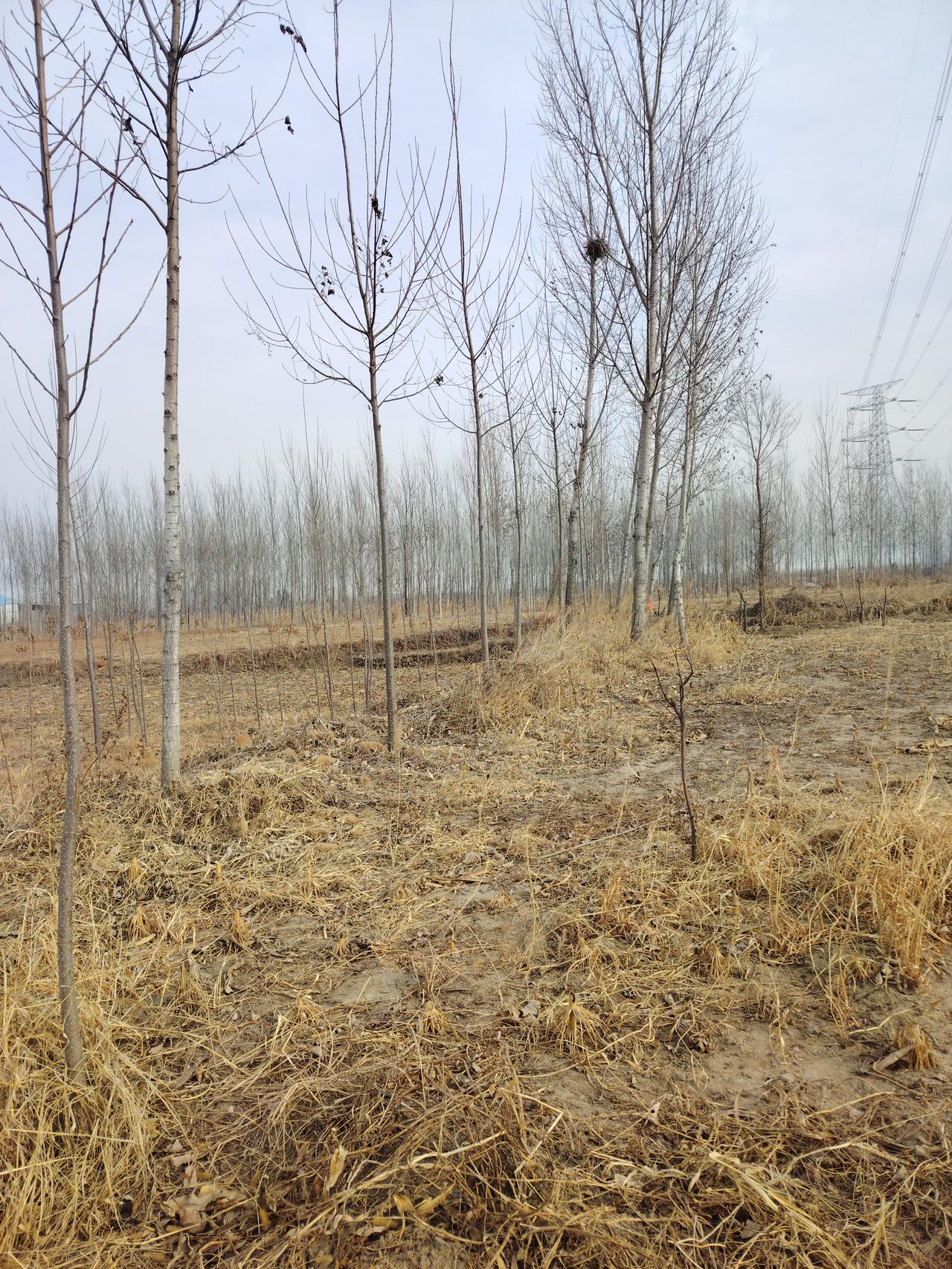 今年冬天的不同 今年冬天真的很不一样。走在冬日荒原，只见枯树成行，四周寂静无声，