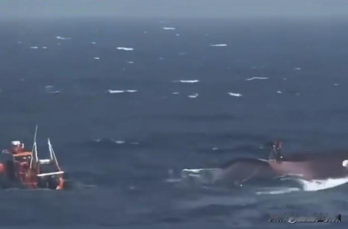 两中国渔船在韩领海连续沉没，
结合现场搜救视频，
网友们进行了大胆推测……
这两