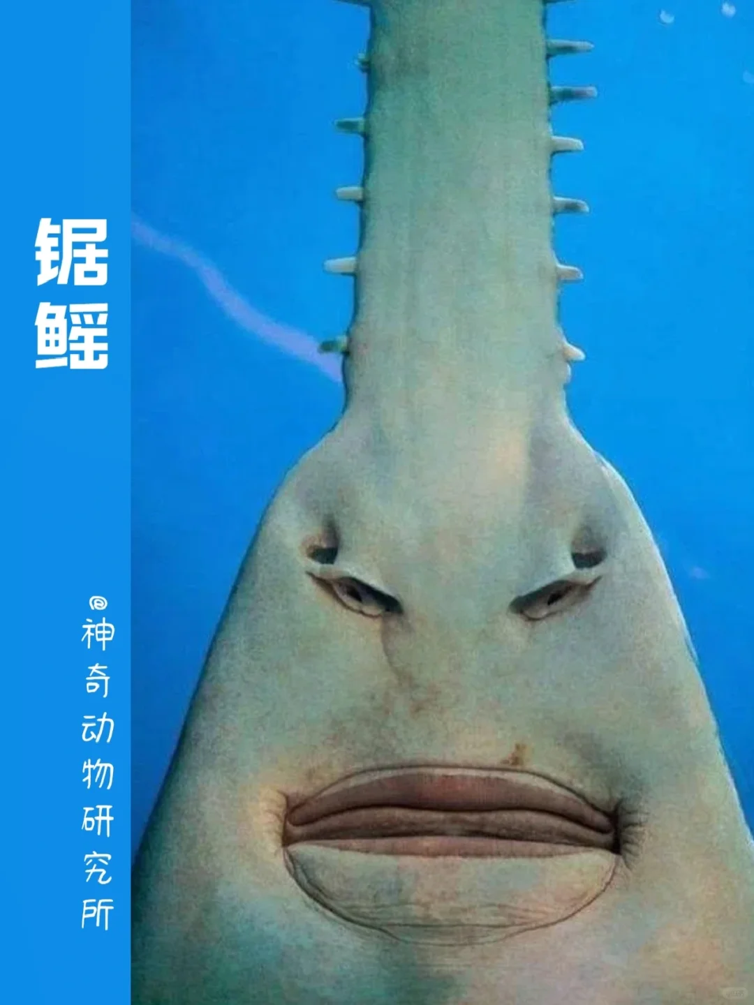 每天了解一种趣味动物👀锯鳐