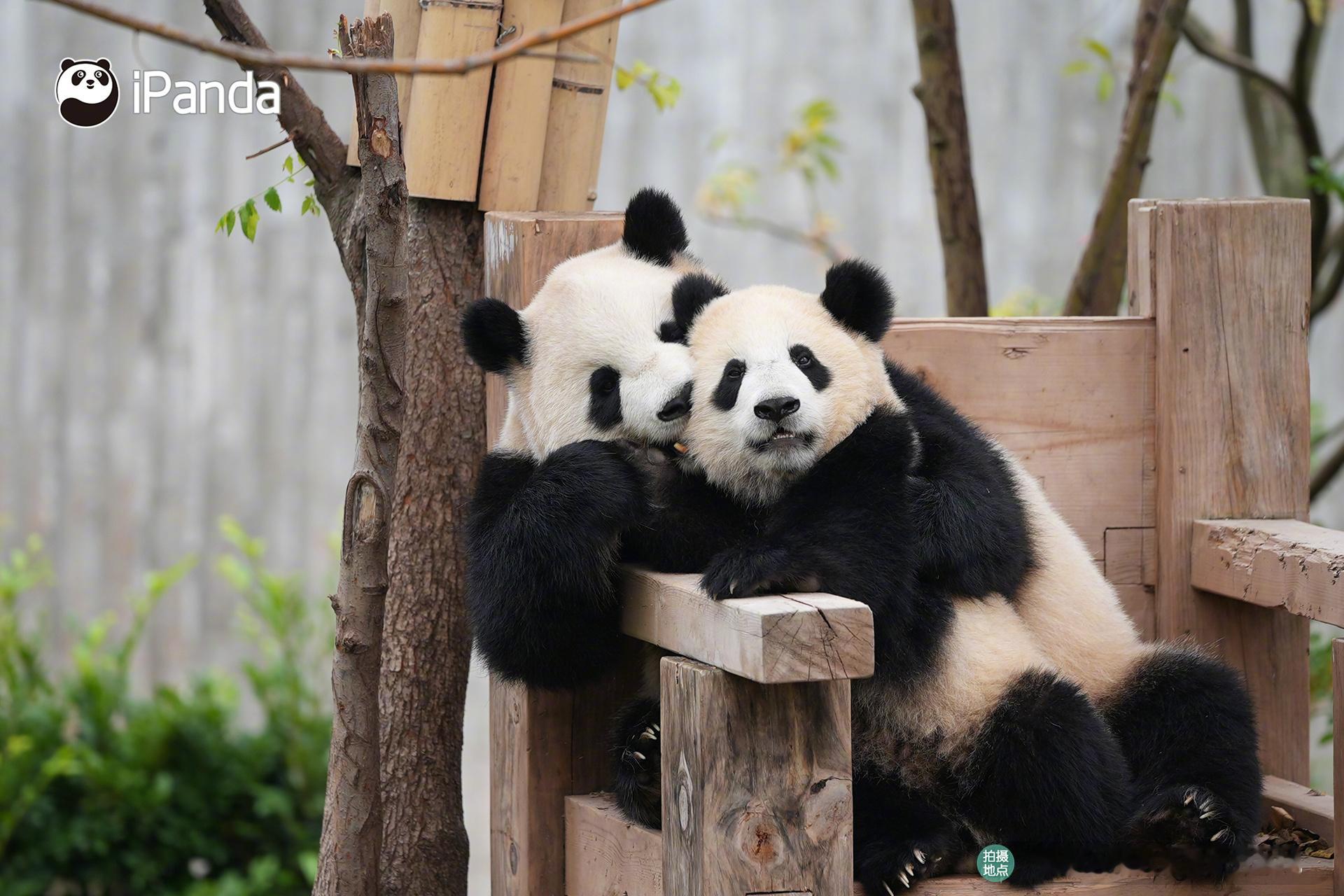 崽，你的小脸好像有点臭臭的（捂鼻远离）[淡淡的] 熊猫趣图 大熊猫娇淼淼[超话]