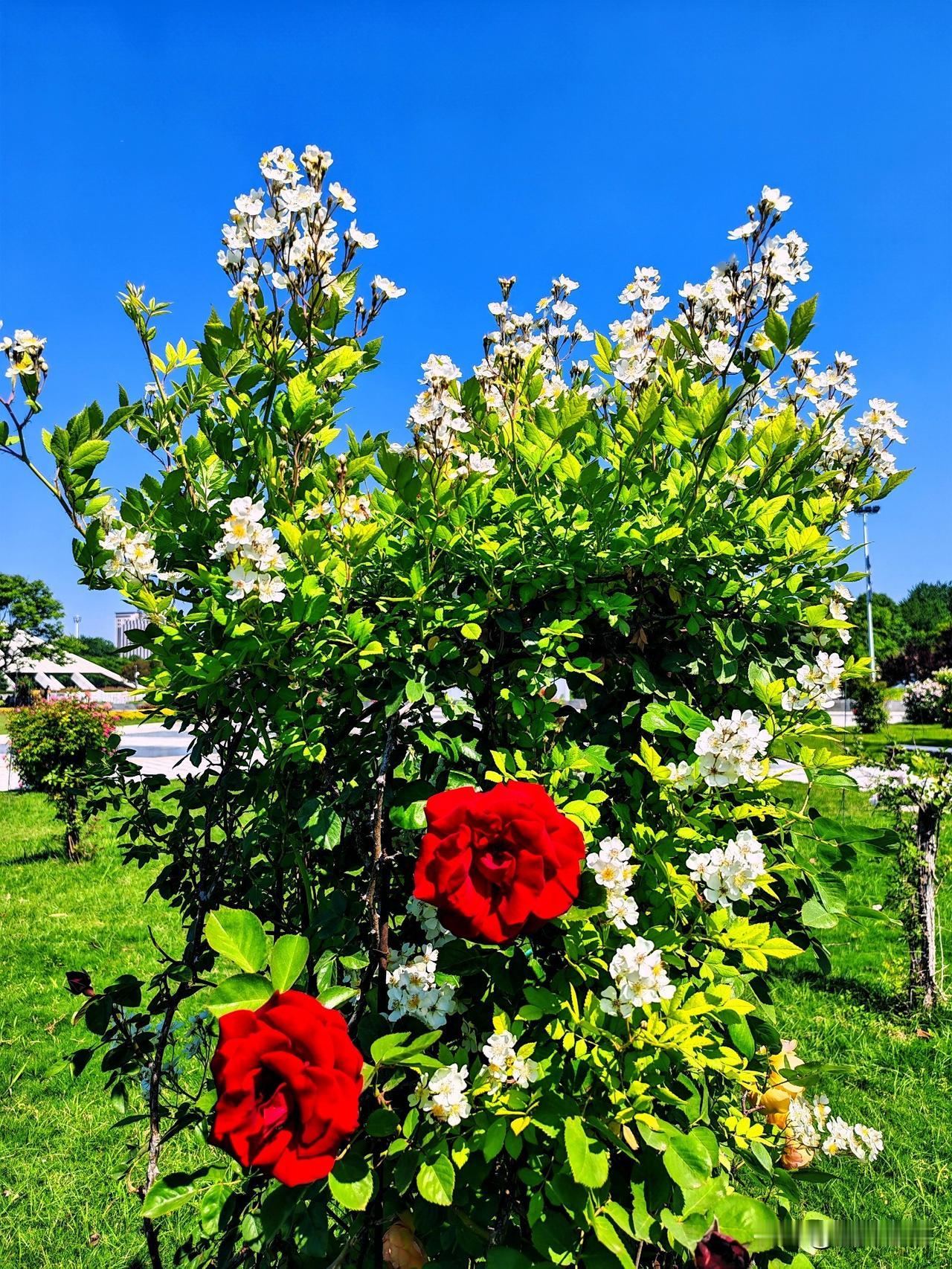 红白相间花，春光满眼来。