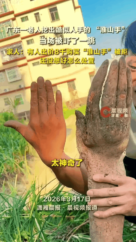 彻底解释不清了，广东揭阳，一位七旬老人在自家菜地挖淮山药准备煲汤，不料却意外挖出