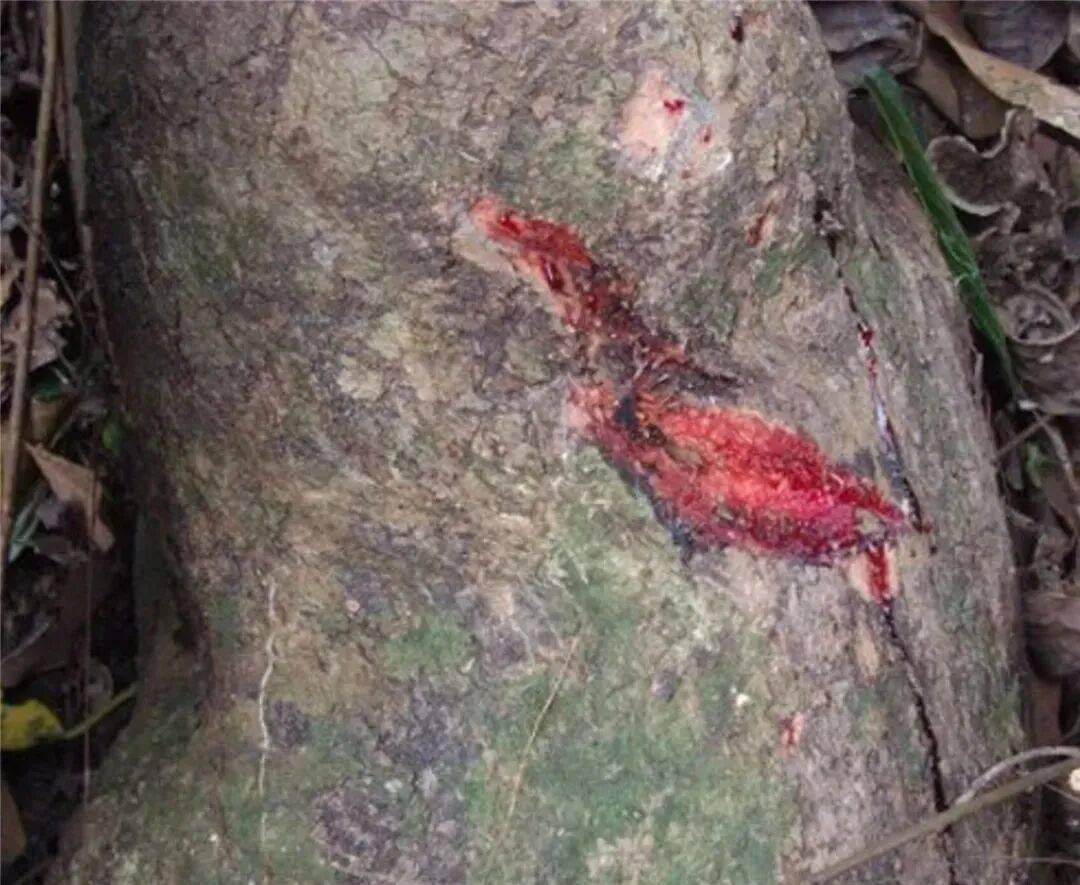 《古树“流血”后瞬间自愈！广西这棵410岁“神树”，藏着生命的惊人密码》

这一