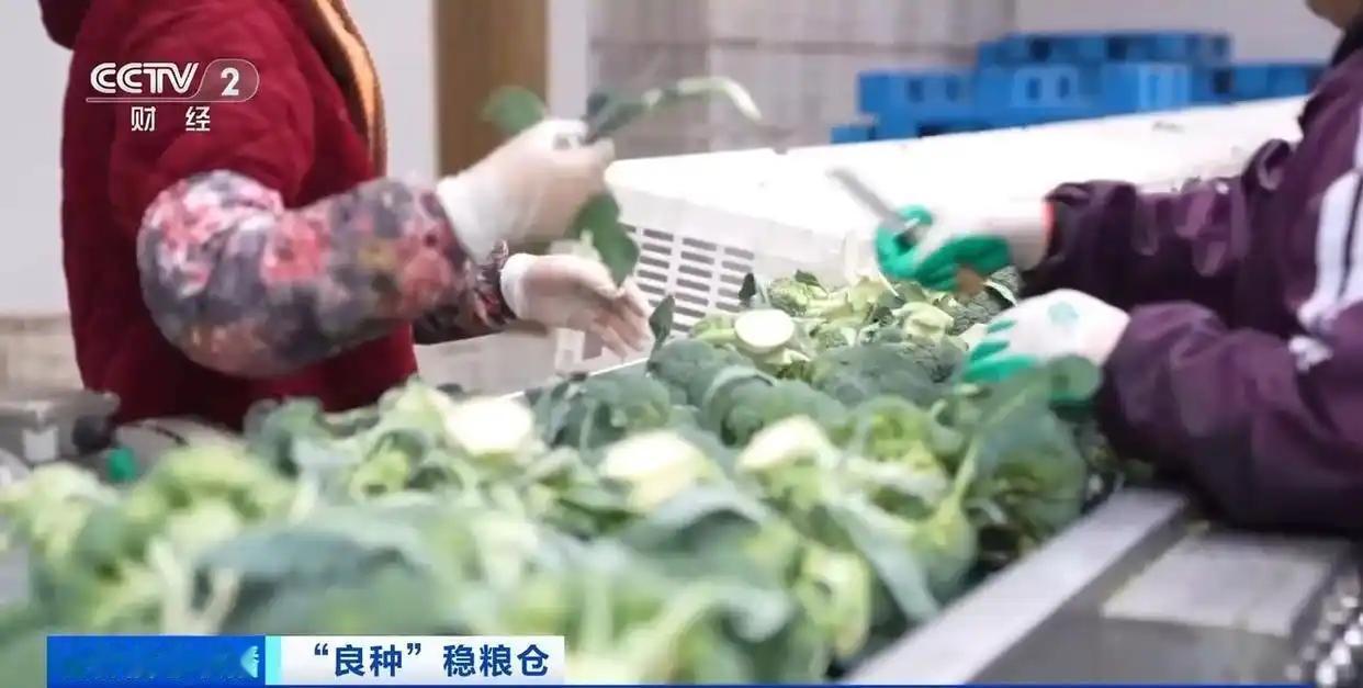 为什么中国能实现蔬菜自由，欧洲却不行？

说出来你可能不信，咱们每天随手买的青菜