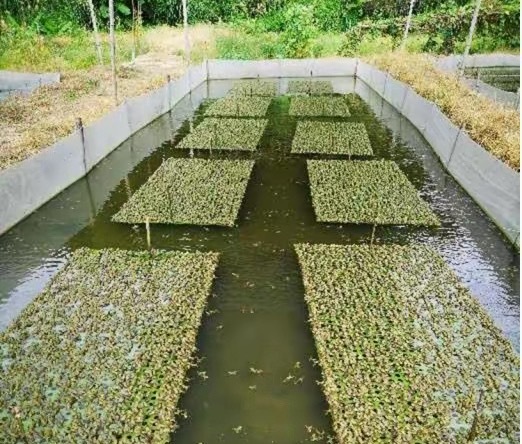 牛蛙 抗生素 牛蛙加工厂灰色操作曝光 ……这很可能是养殖牛蛙很普遍的情形。在自然