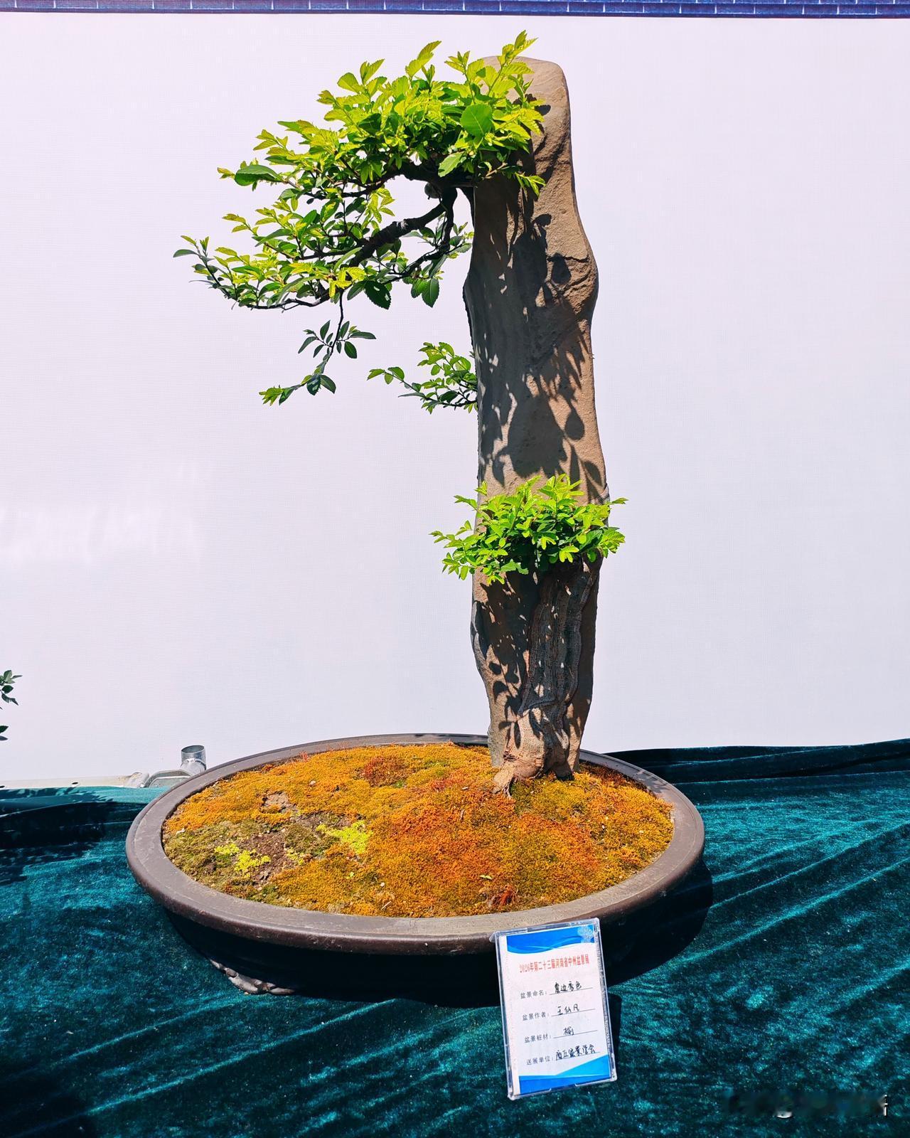 2026年第23届河南省中州盆景展（二十七）