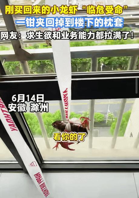 "太机智了！"安徽滁州，女子晒在窗户外枕套掉楼下。没想到，她用龙虾夹回枕套。她放