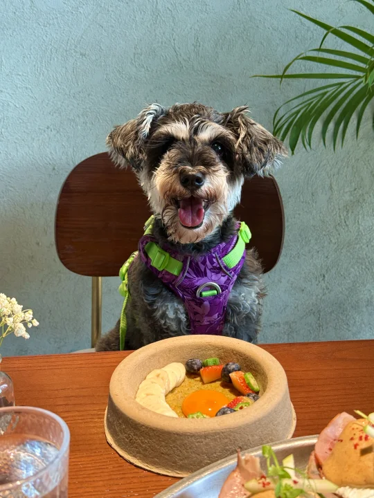 广州新店。。小狗吃到的漂亮饭🥗